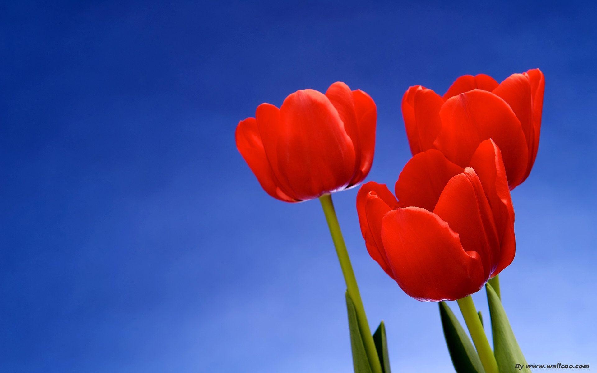 1920x1200 Red Tulips wallpaper, Desktop