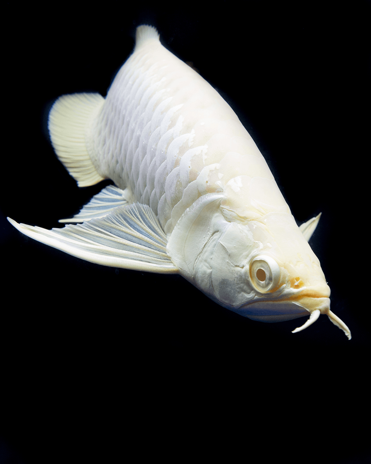 1280x1610 Albino Silver Arowana. Poissonpassion. Ikan, Ikan akuarium, Binatang, Phone