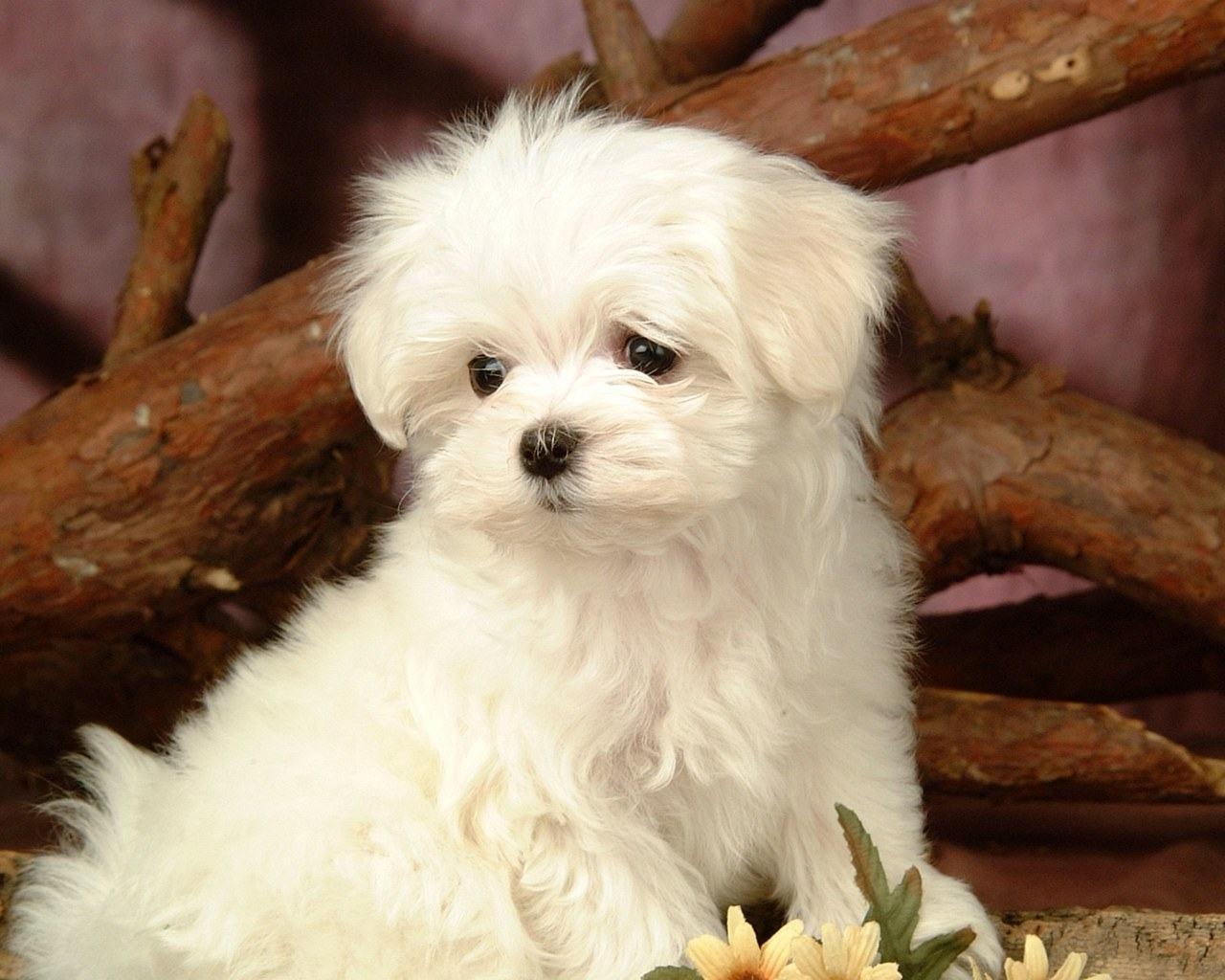 1280x1030 Group of Fluffy White Puppy Wallpaper, Desktop