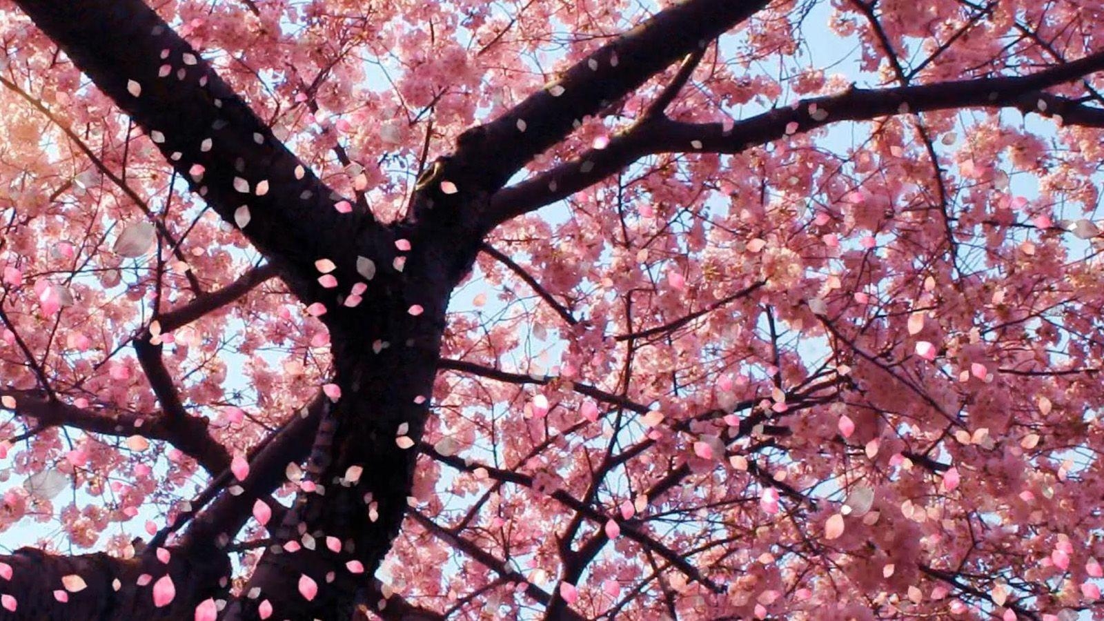 1600x900 Sakura flower wallpaper image all free download, Desktop