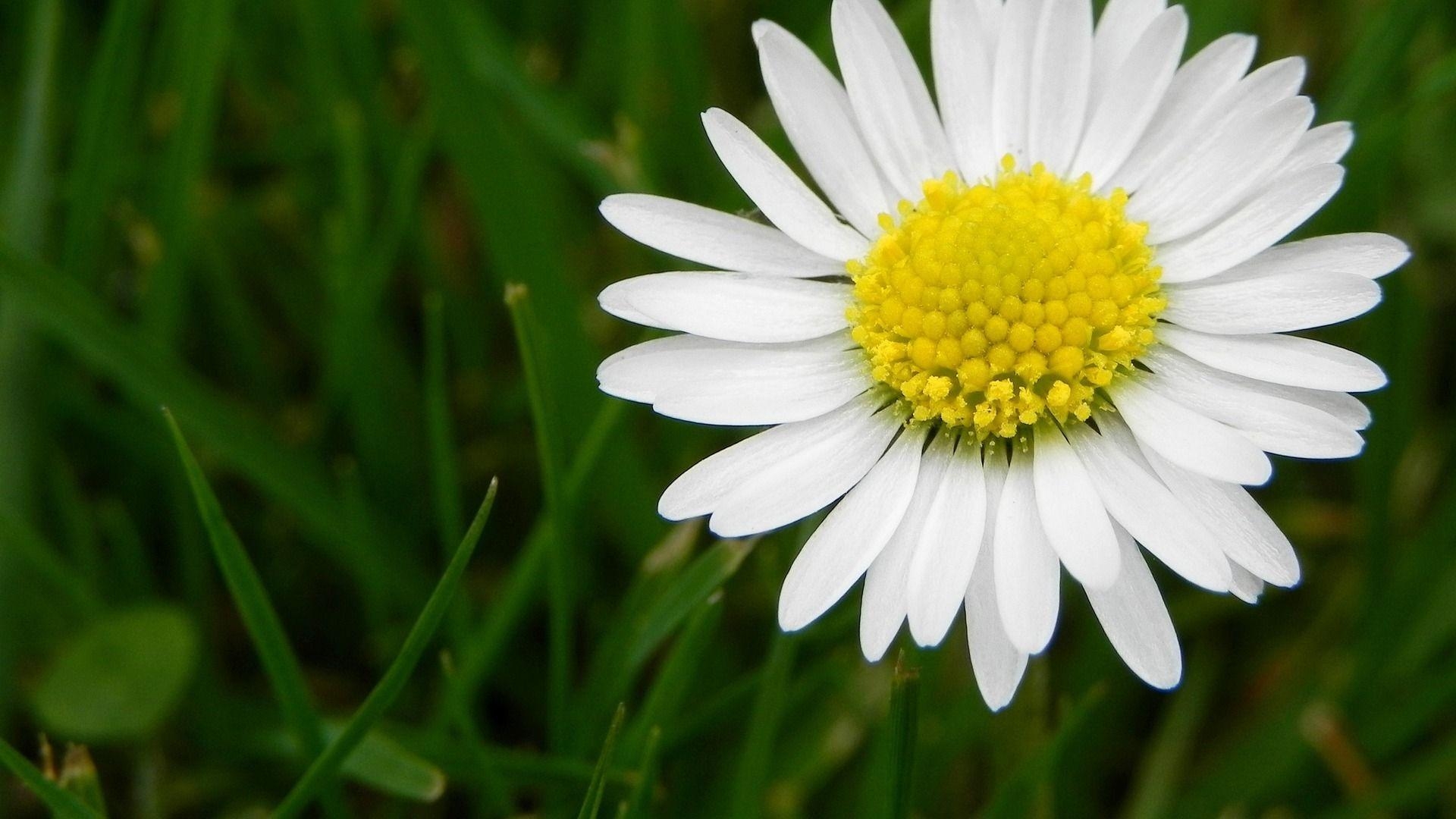 1920x1080 Flowers For > White Daisy Flowers Wallpaper, Desktop