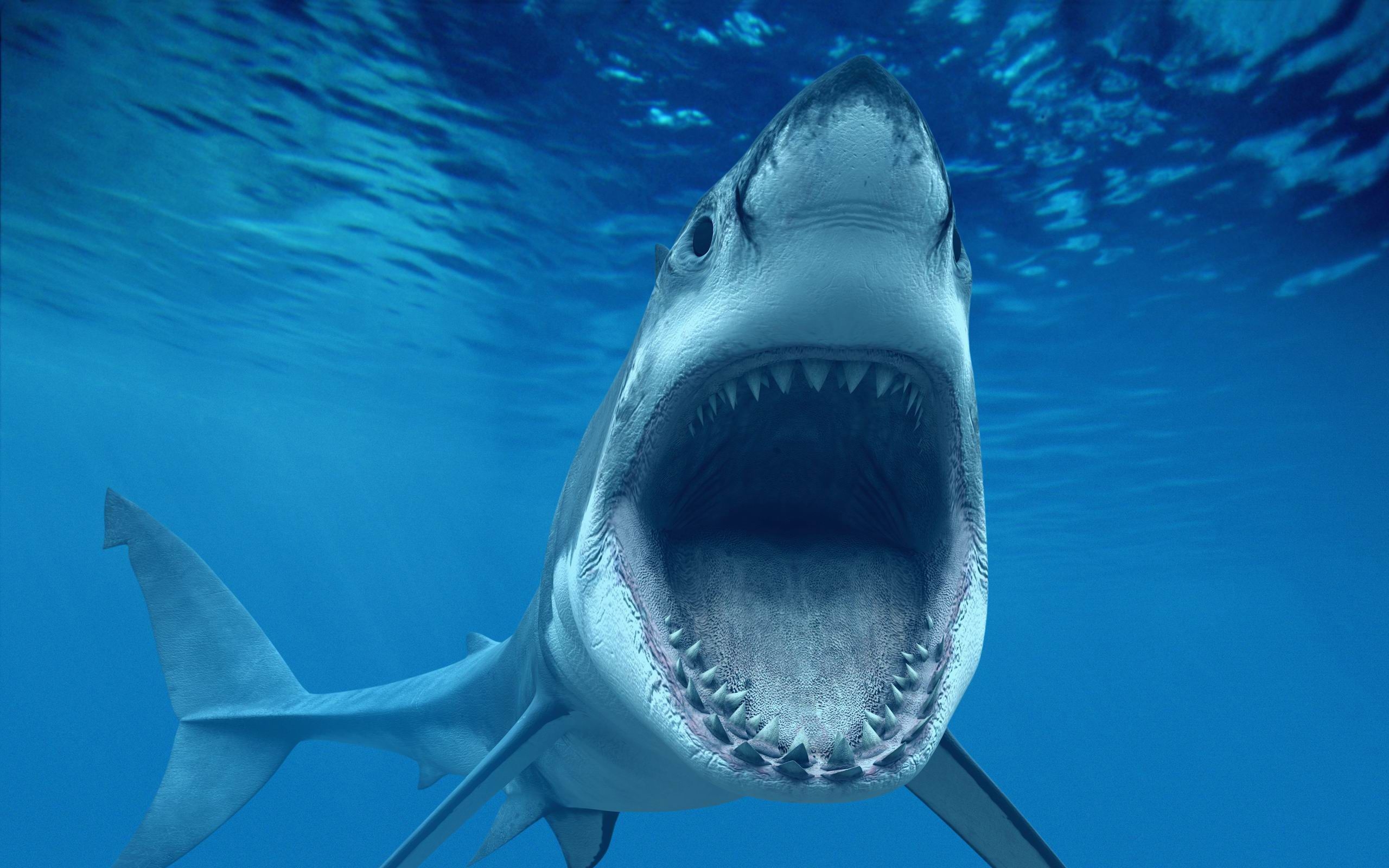 2560x1600 Shark, Shark picture, Great white shark.fr, Desktop