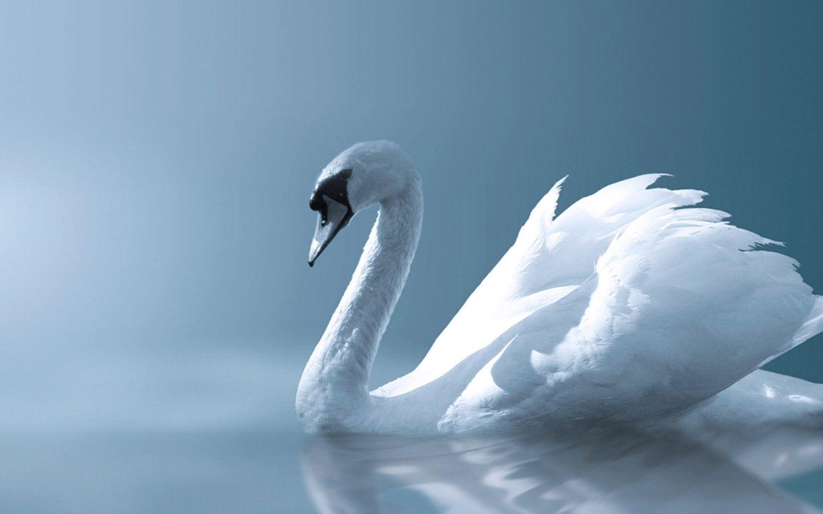 1680x1050 Swan desktop wallpaper, Desktop