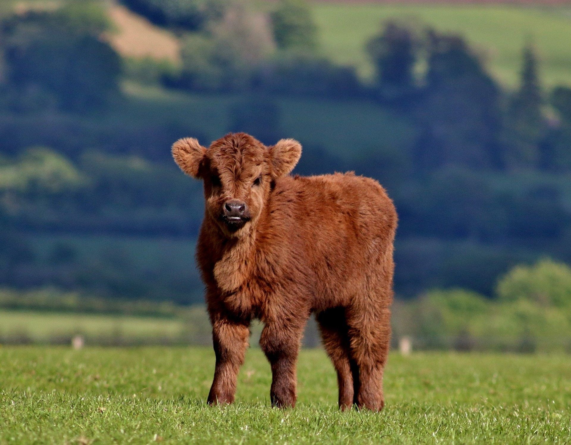 1920x1500 Cute Baby Cows, Desktop