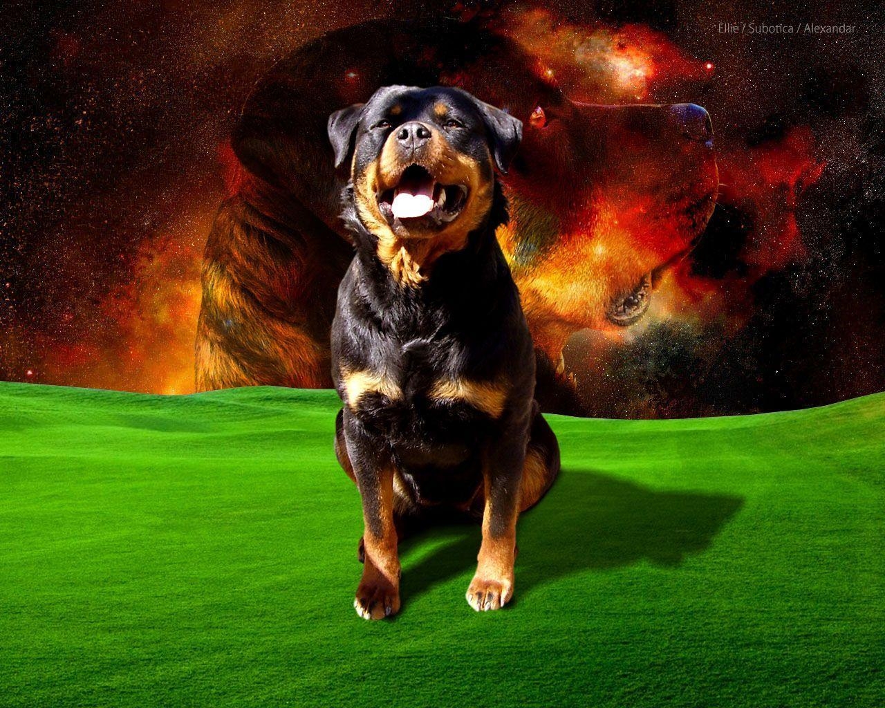 1280x1030 Rottweiler Wallpaper PX Wallpaper Rottweiler, Desktop