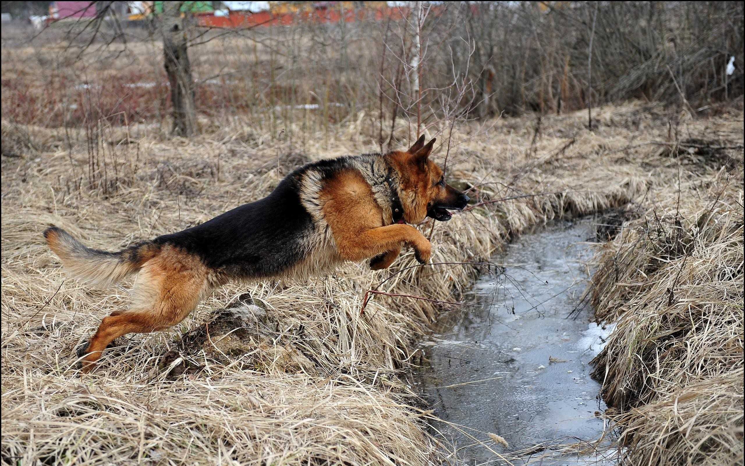 2560x1600 Police German Shepherd Wallpaper Full HD Dogs Image For Mobile, Desktop