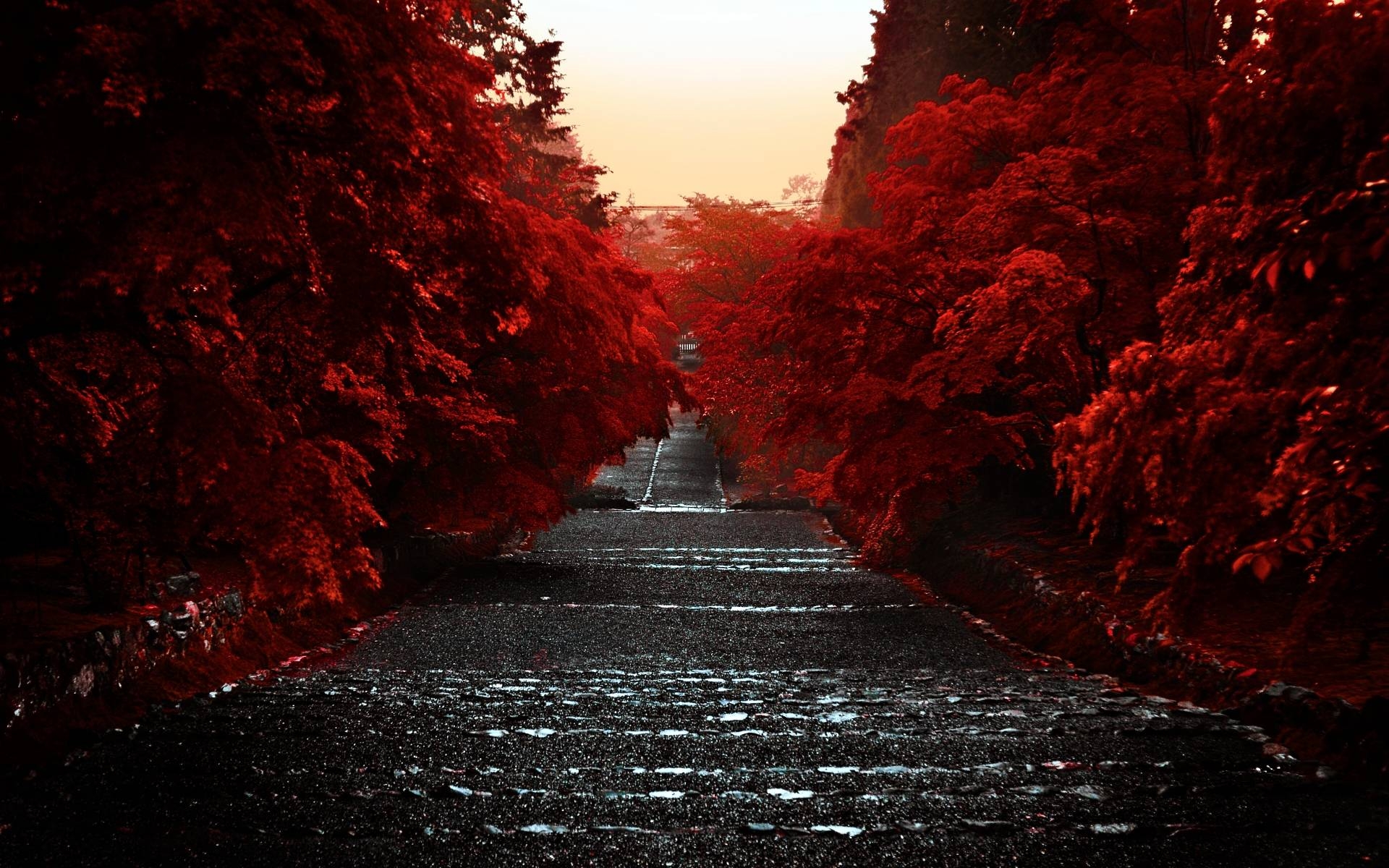 1920x1200 Download wallpaper red leaves, road, free desktop wallpaper in, Desktop