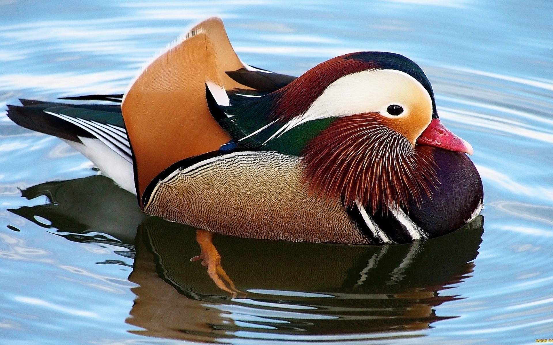 1920x1200 mandarin duck HD wallpaper, Background, Desktop