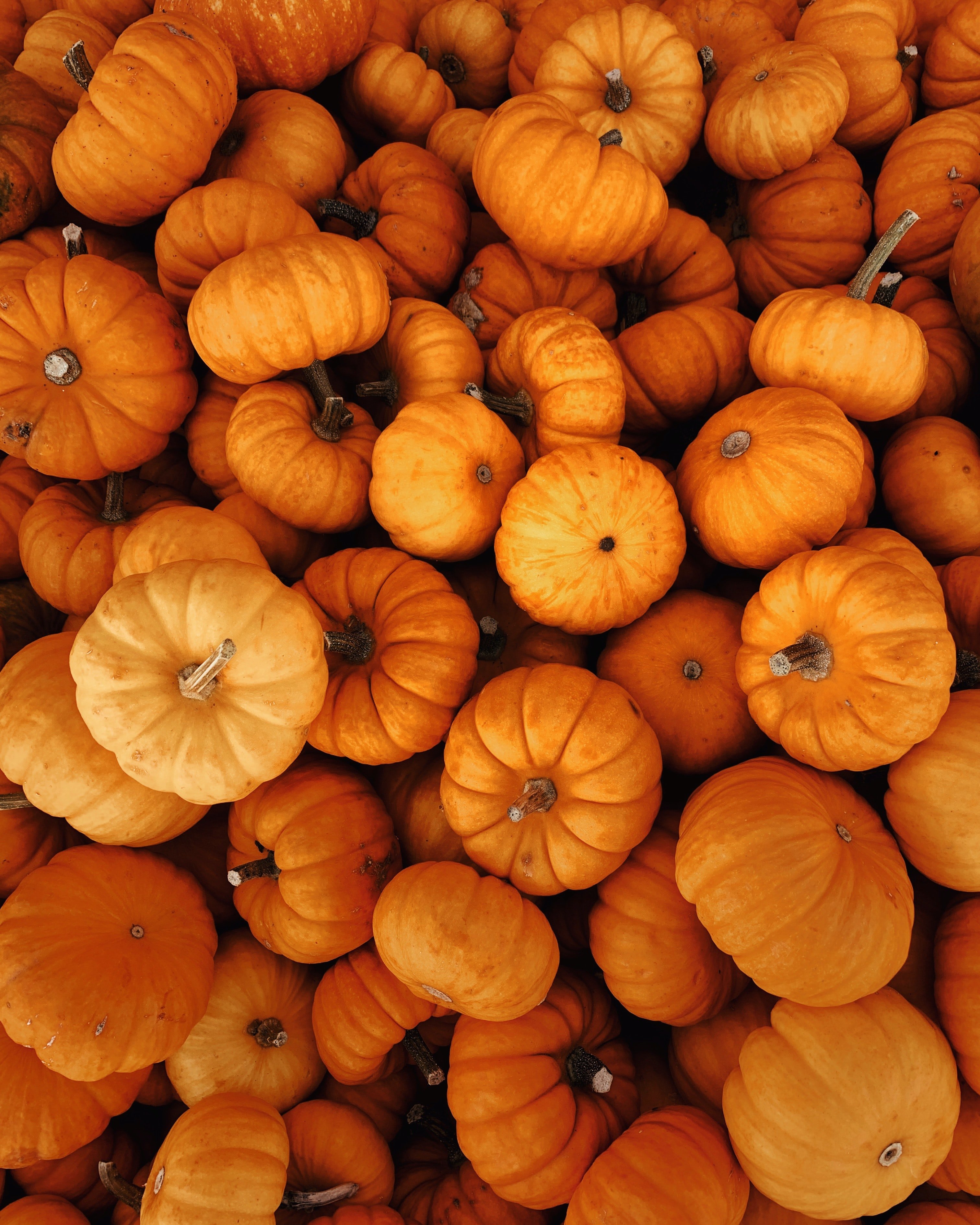 3030x3780 Mobile wallpaper: Halloween, Autumn, Vegetables, Pumpkin, Miscellanea, Miscellaneous, Harvest, 120021 download the picture for free, Phone