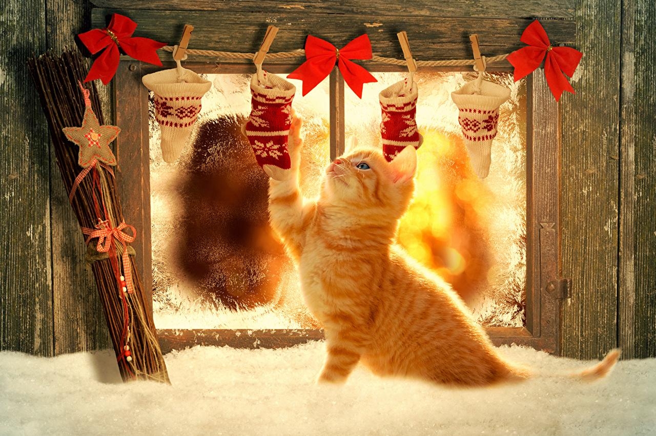 1280x860 christmas cats wallpaper cats holidays christmas 466542, Desktop