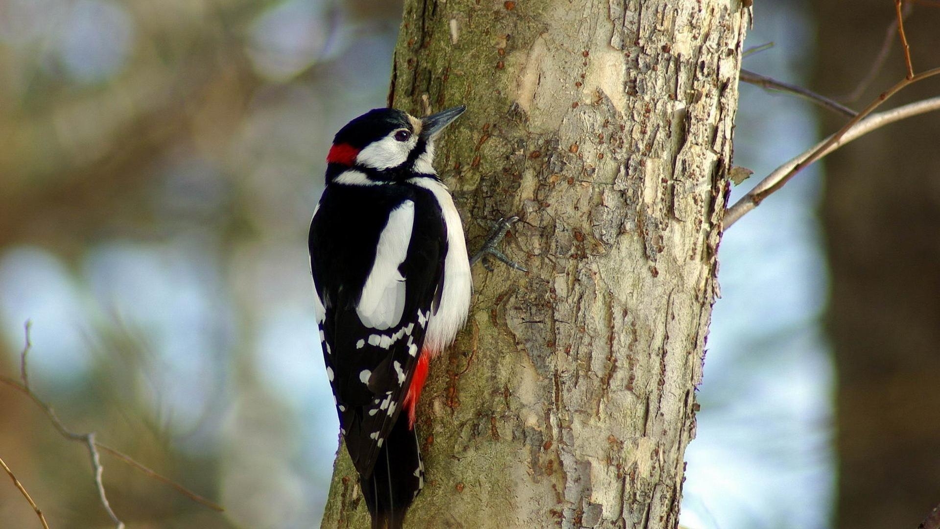 1920x1080 Woodpecker Wallpaper 5 X 1080, Desktop