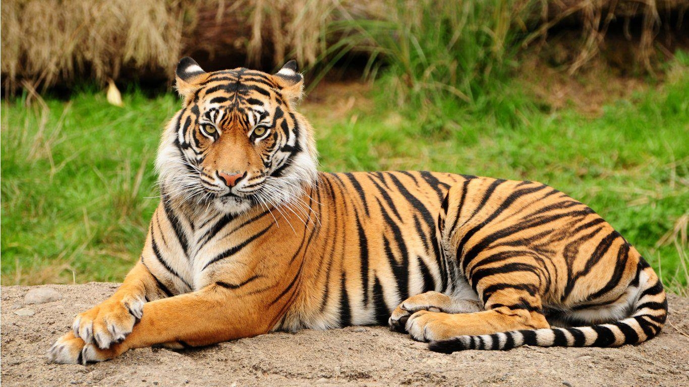 1370x770 White Bengal Tiger Wallpaper 11275 HD Wallpaper, Desktop