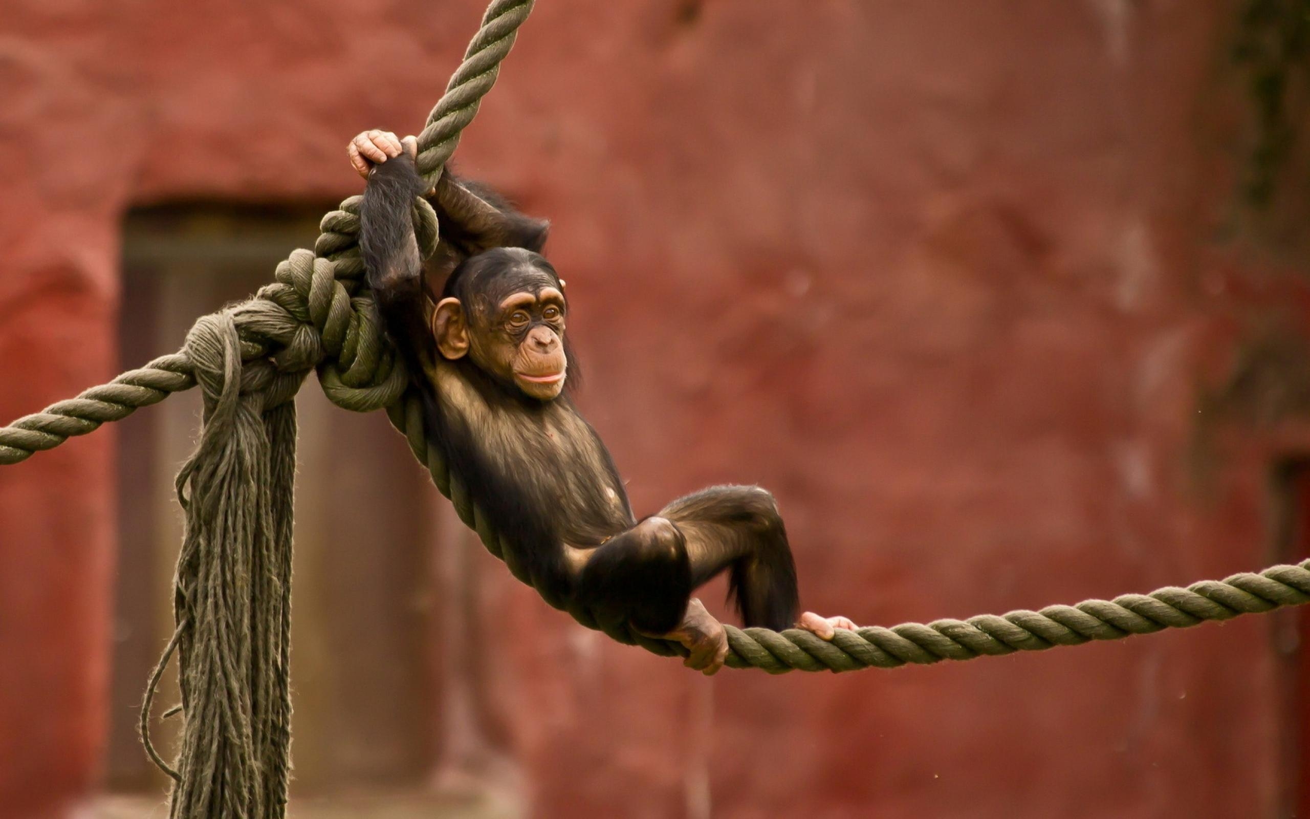 2560x1600 Chimpanzee Chilling On A Rope Wallpaperx1600, Desktop