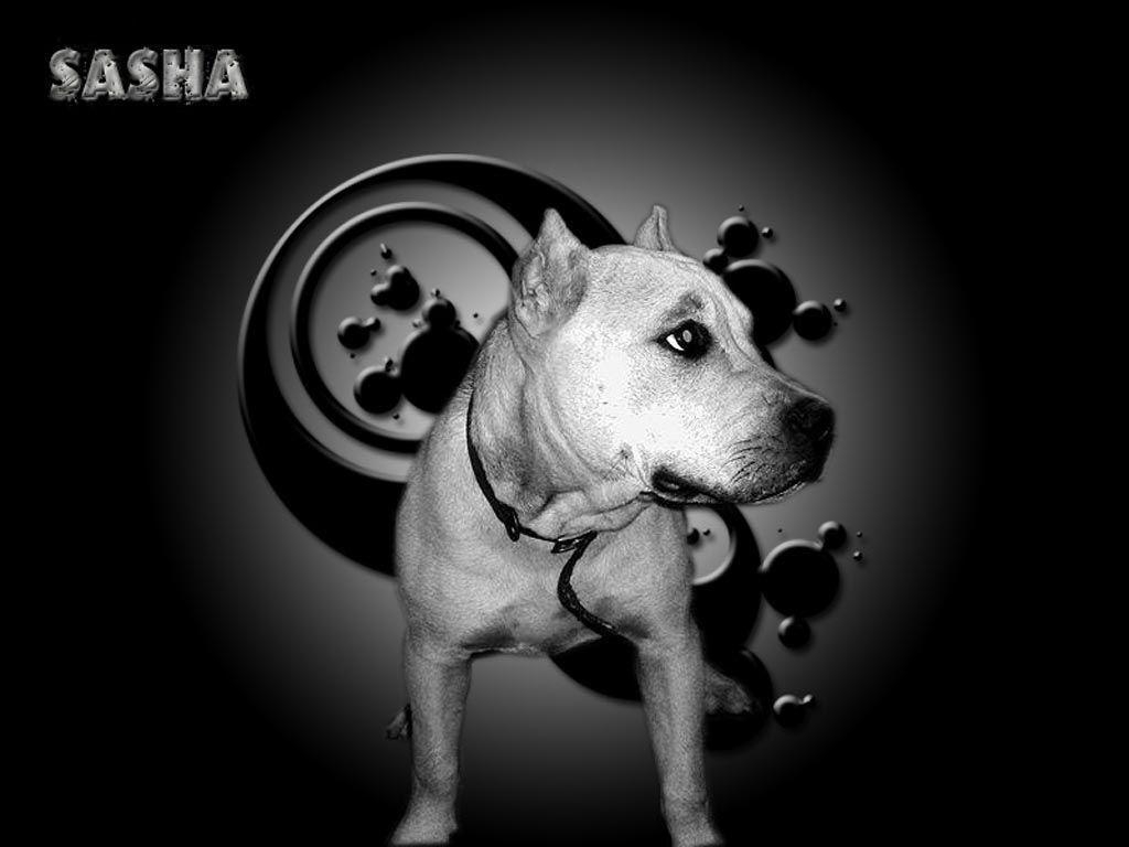 1030x770 Pit bull terrier Sasha wallpaper, Desktop