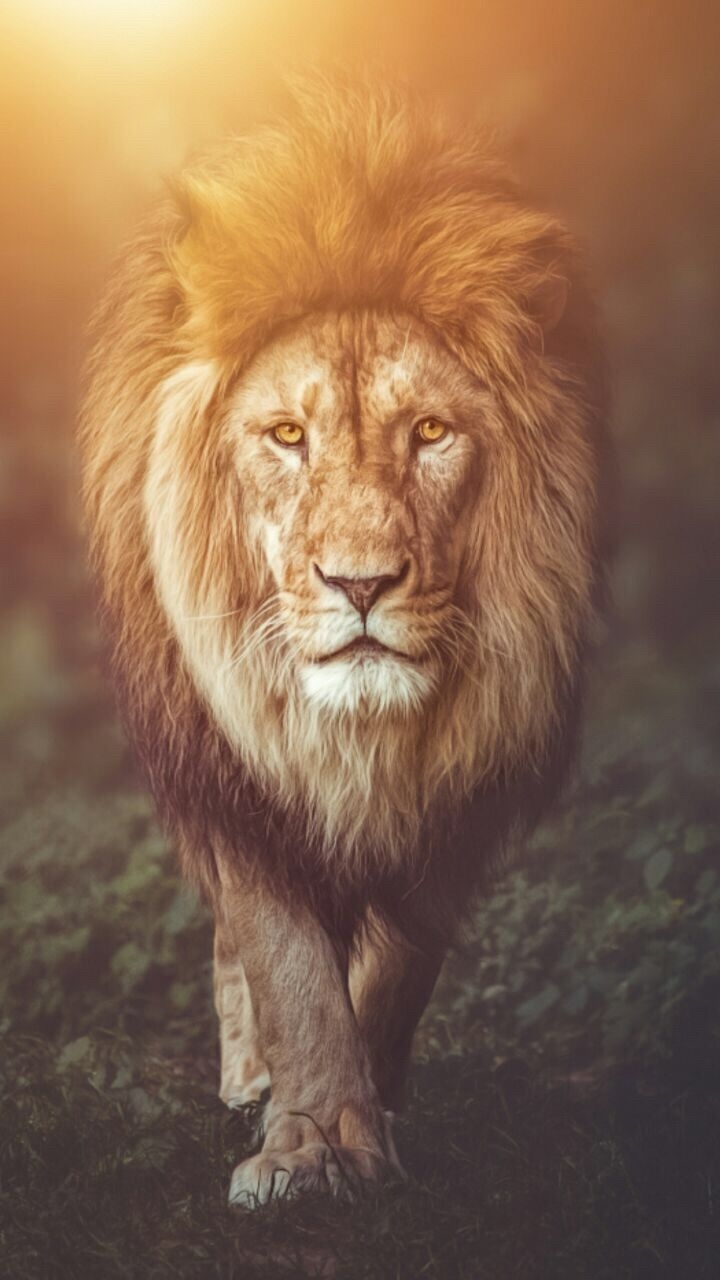 720x1280 Lion Phone Wallpaper Free HD Wallpaper, Phone