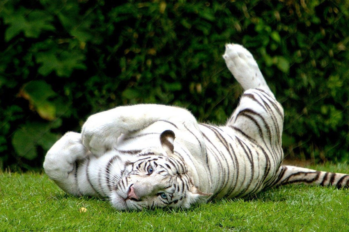 1200x800 White Royal Bengal Tiger, Desktop