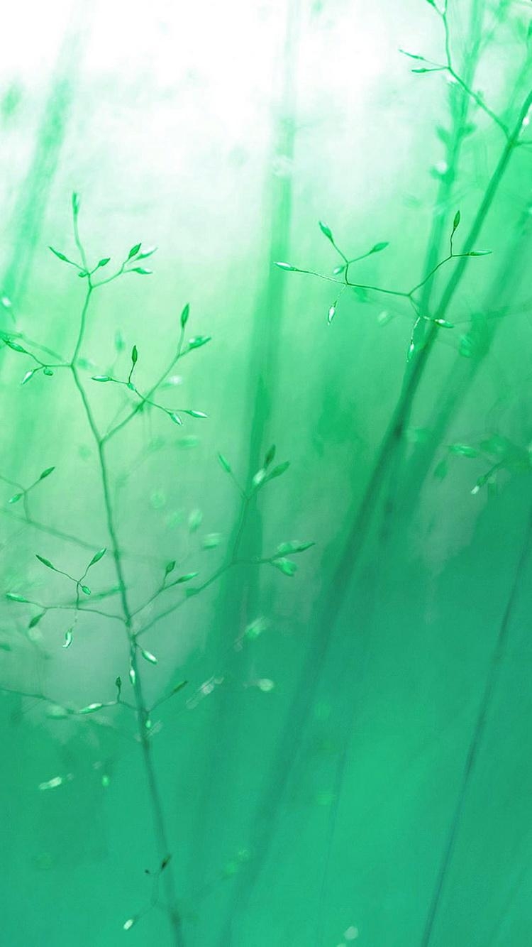 750x1340 Best Ever Aesthetic Green Wallpaper For iPhone, Phone