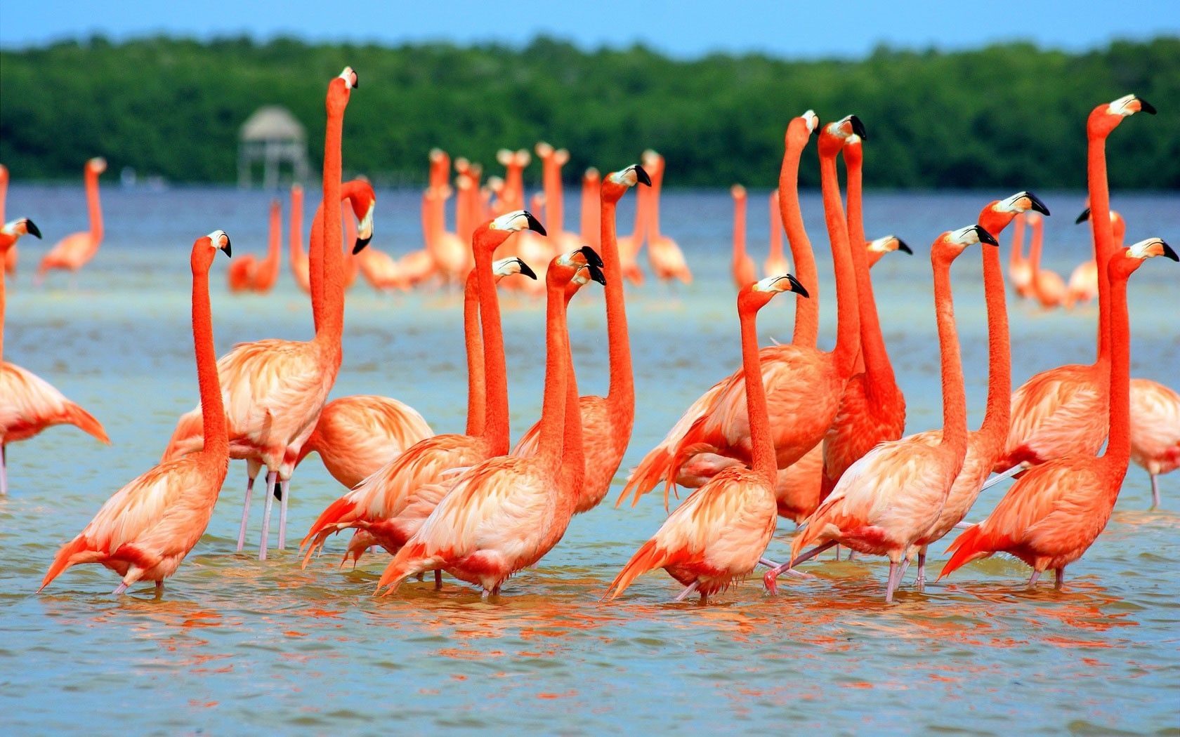 1680x1050 animals, Flamingos, Lake, Nature, Birds Wallpaper HD / Desktop and Mobile Background, Desktop