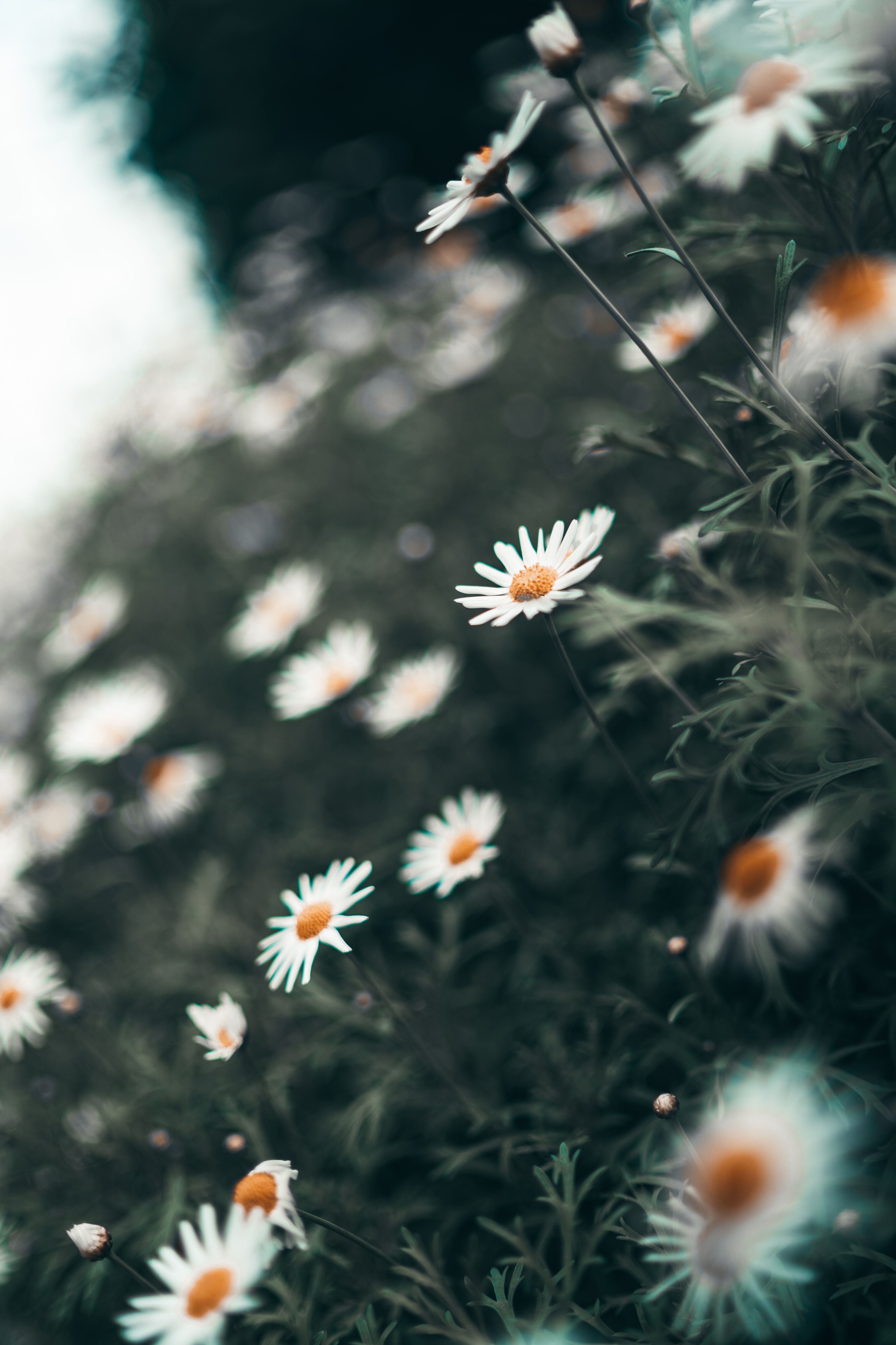 4000x6000 Selective Focus Photography of Daisy Flowers · Free, Phone