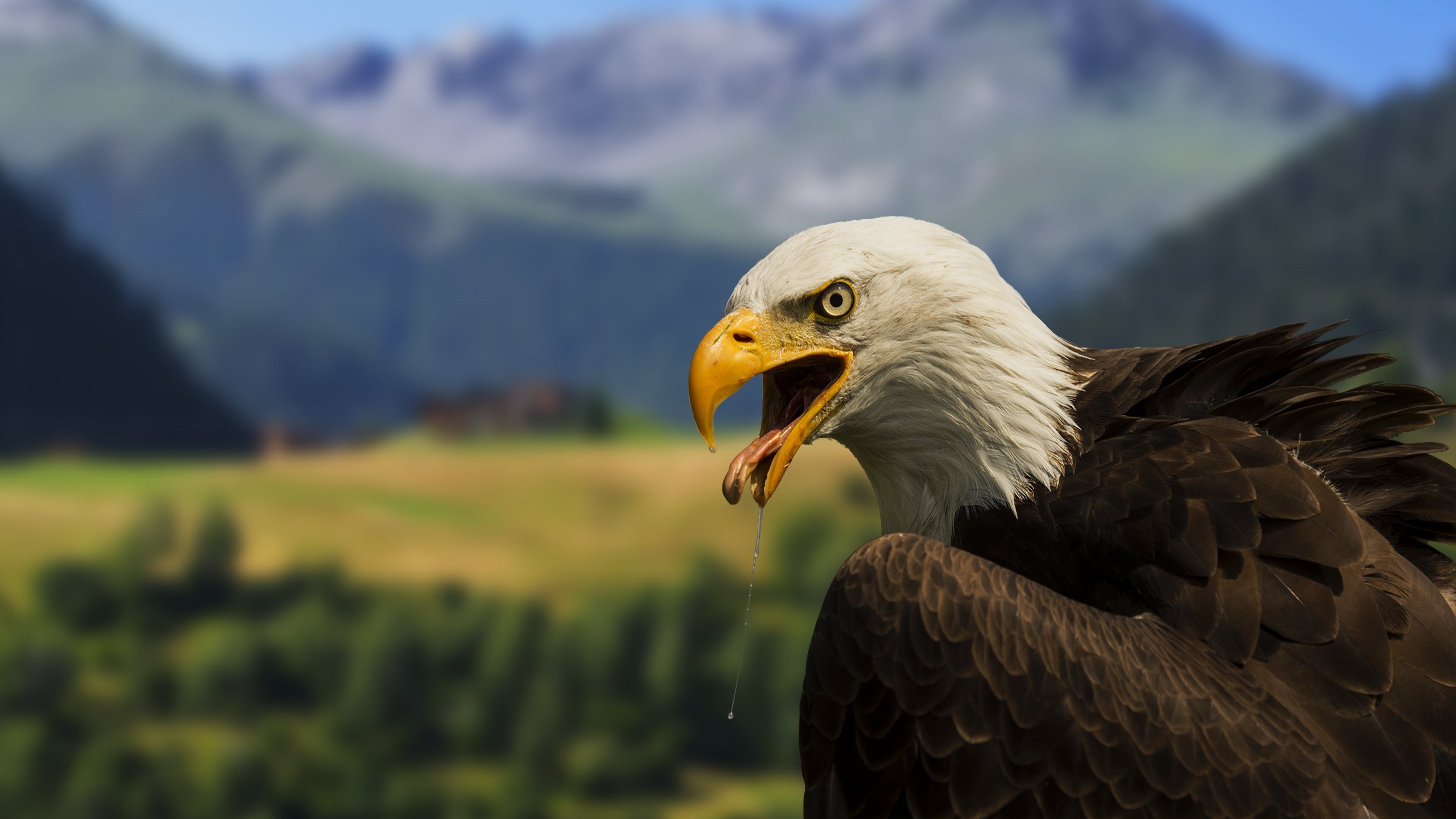 3840x2160 Free download Bald Eagle 4K Wallpaper Full 1080p Ultra HD Wallpaper [] for your Desktop, Mobile & Tablet. Explore Eagles Wallpaper Free Download. Eagle Desktop Wallpaper Amazing Collection, Free, Desktop