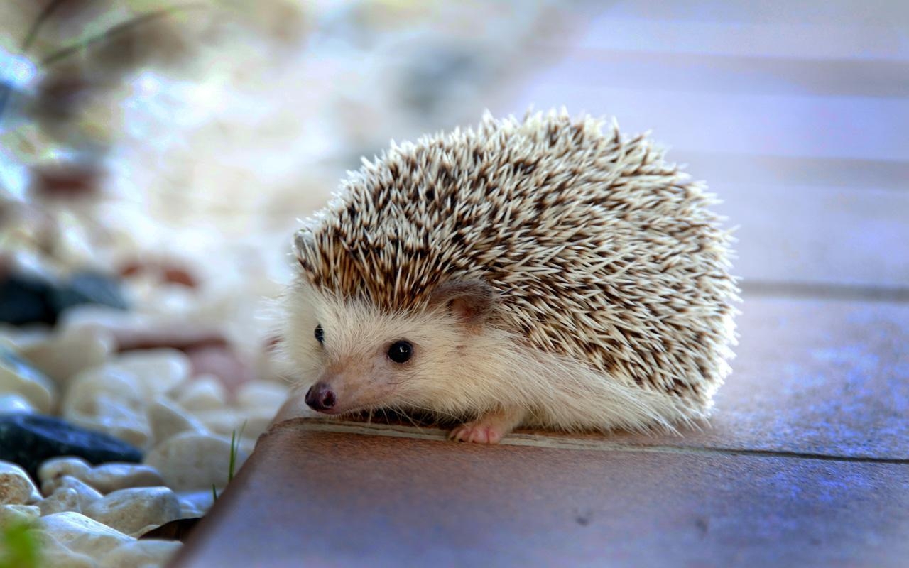 1280x800 Hedgehogs live wallpaper Apps on Google Play, Desktop