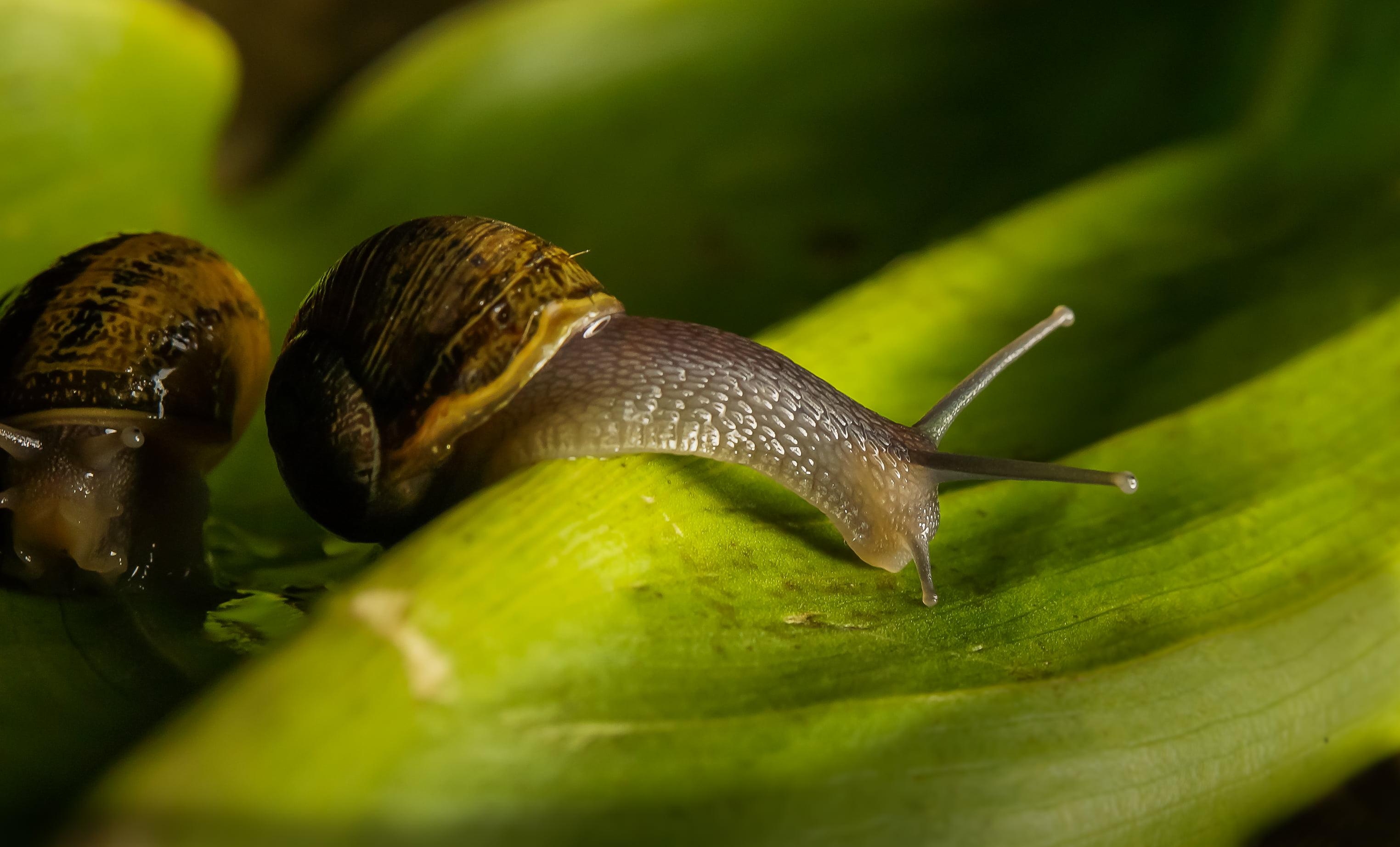 3050x1850 Brown garden snails on green leaf HD wallpaper, Desktop