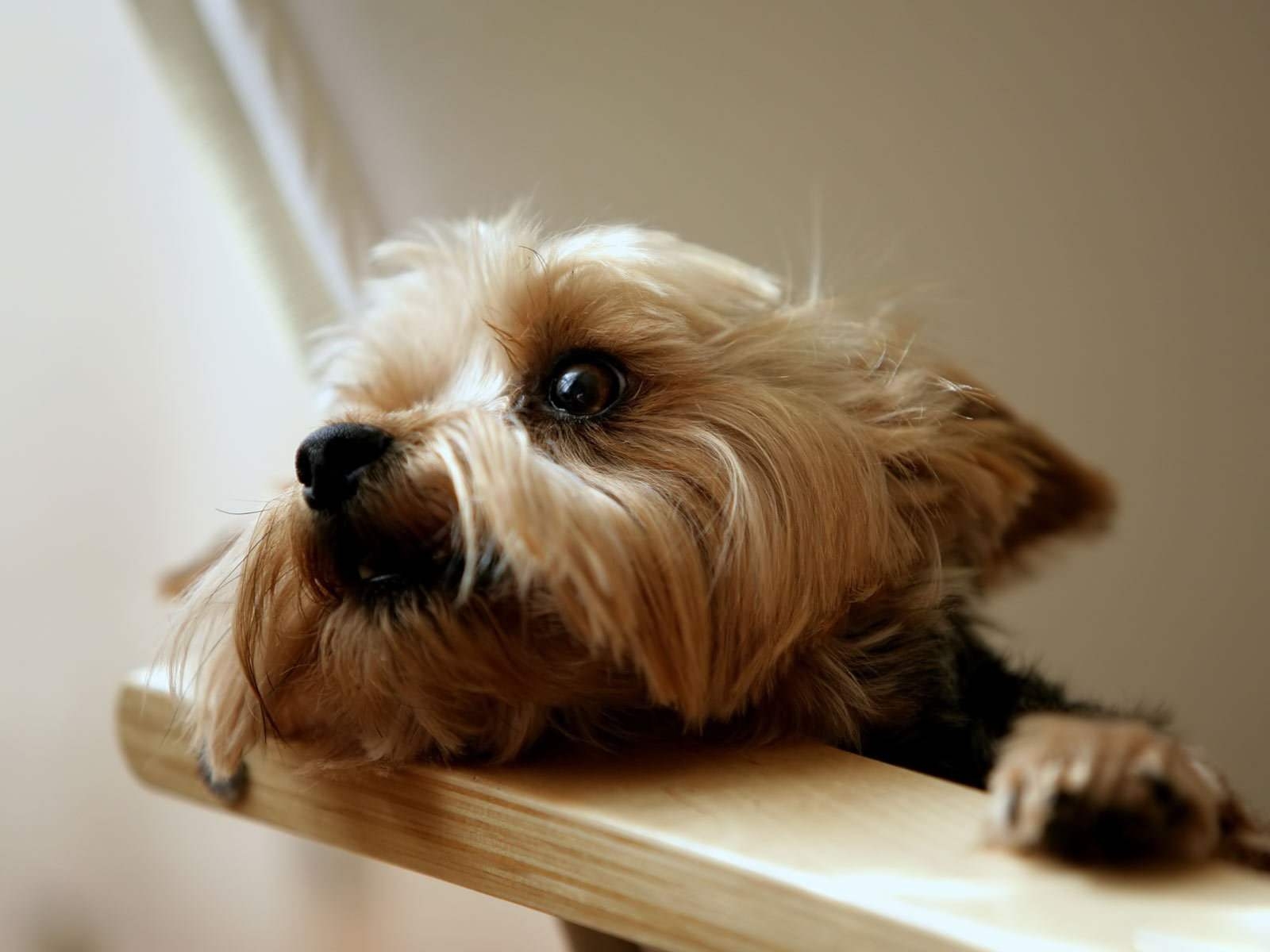 1600x1200 yorkshire terrier. HD Wallpaper and Download Free Wallpaper, Desktop