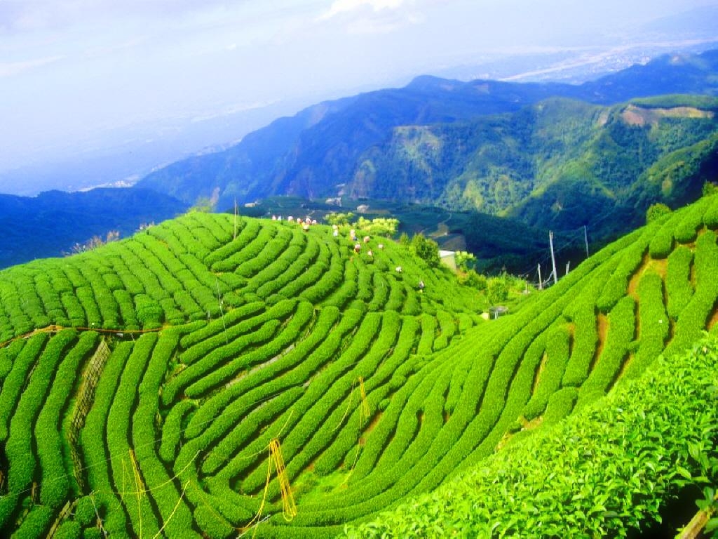 1030x770 Boseong, South Korea and the Daehan Dawon Tea Plantation, Desktop