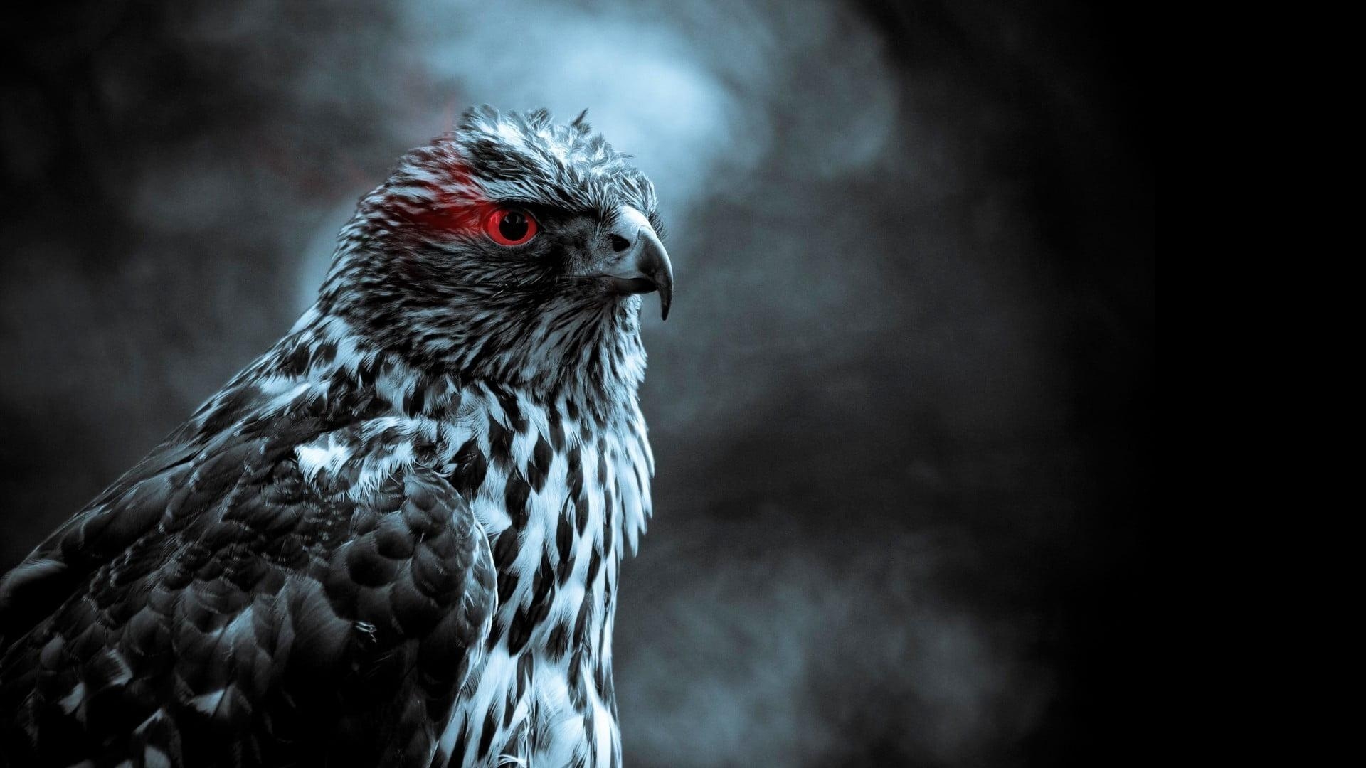 1920x1080 Grayscale photo of eagle, birds, smoke, red eyes HD wallpaper, Desktop