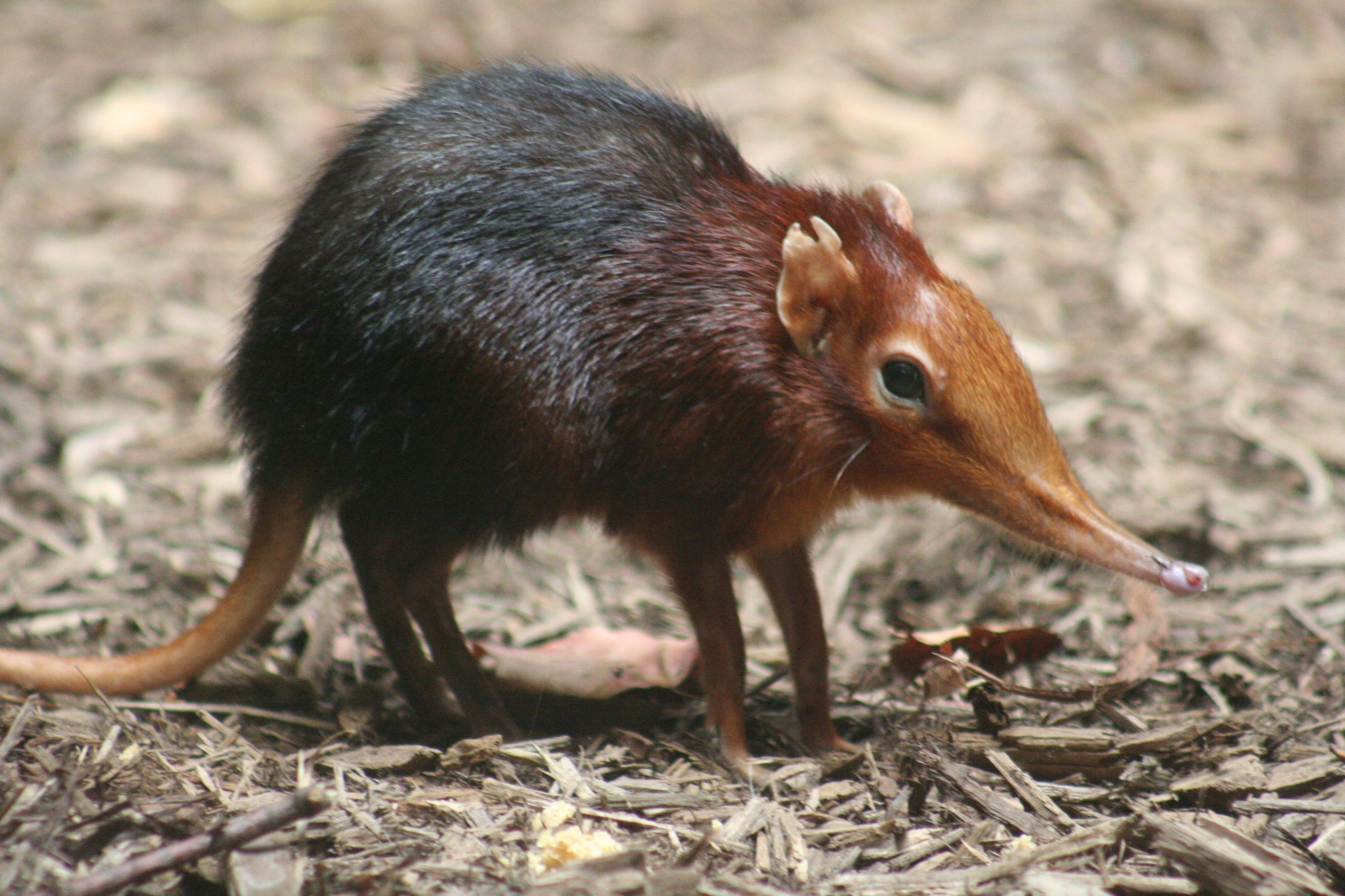 3460x2310 Elephant Shrew HD Wallpaper. Background Imagex2304, Desktop