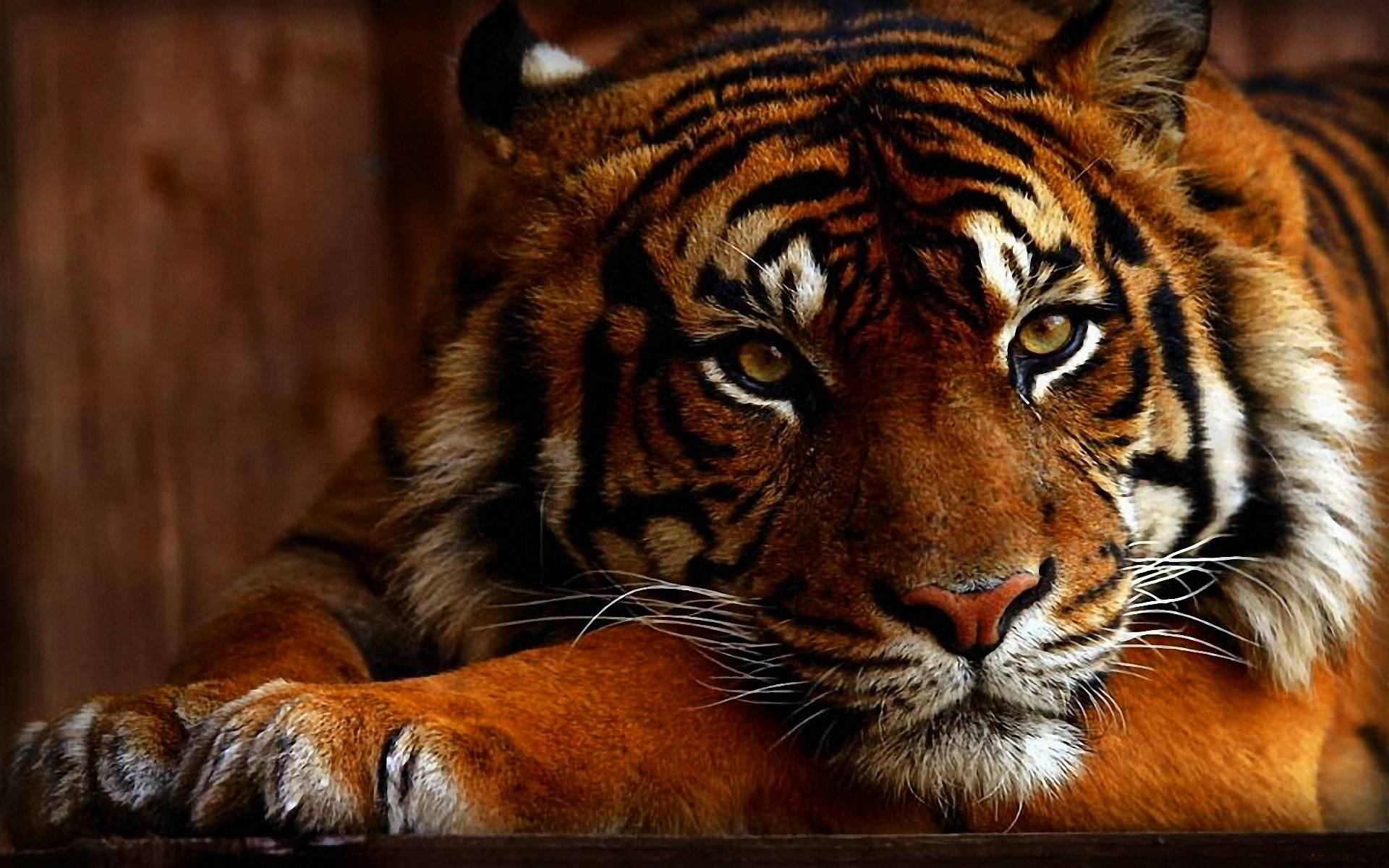 1920x1200 Wallpaper HD Tiger 73 172042 High Definition Wallpaper. wallalay, Desktop