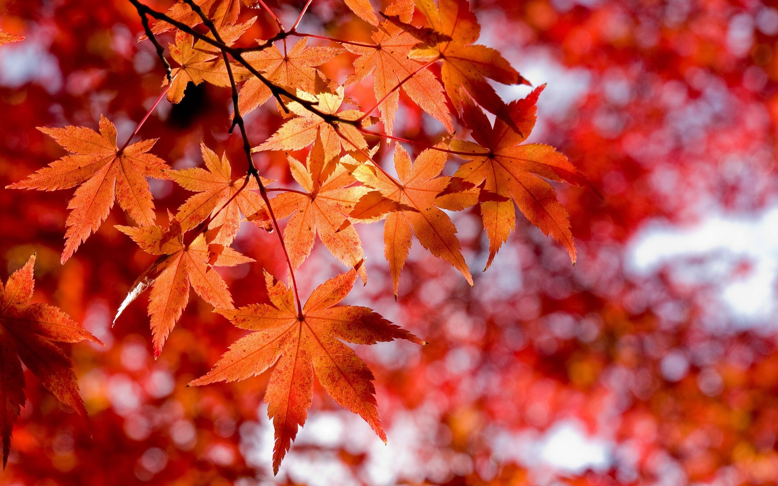 2560x1600 Red Maple Leaves Wallpaper, Desktop