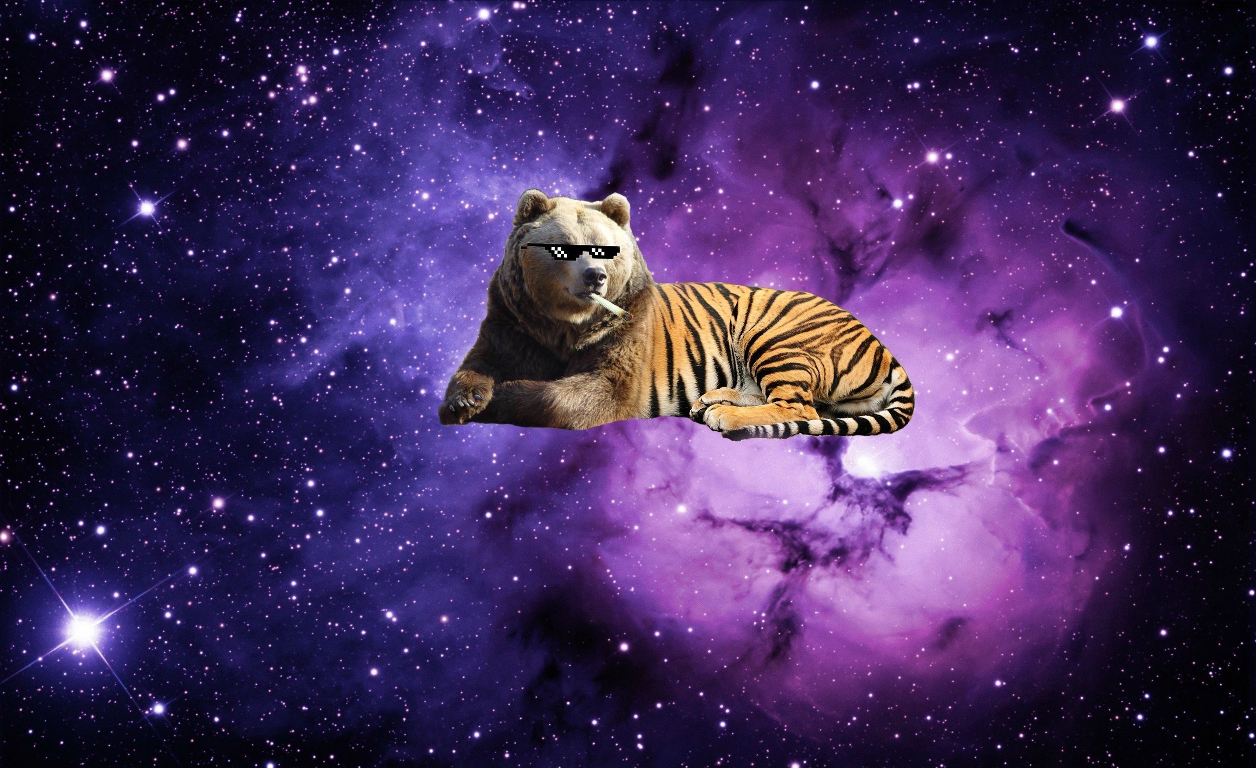 2560x1570 Space Bear Tiger HD Wallpaper, Desktop