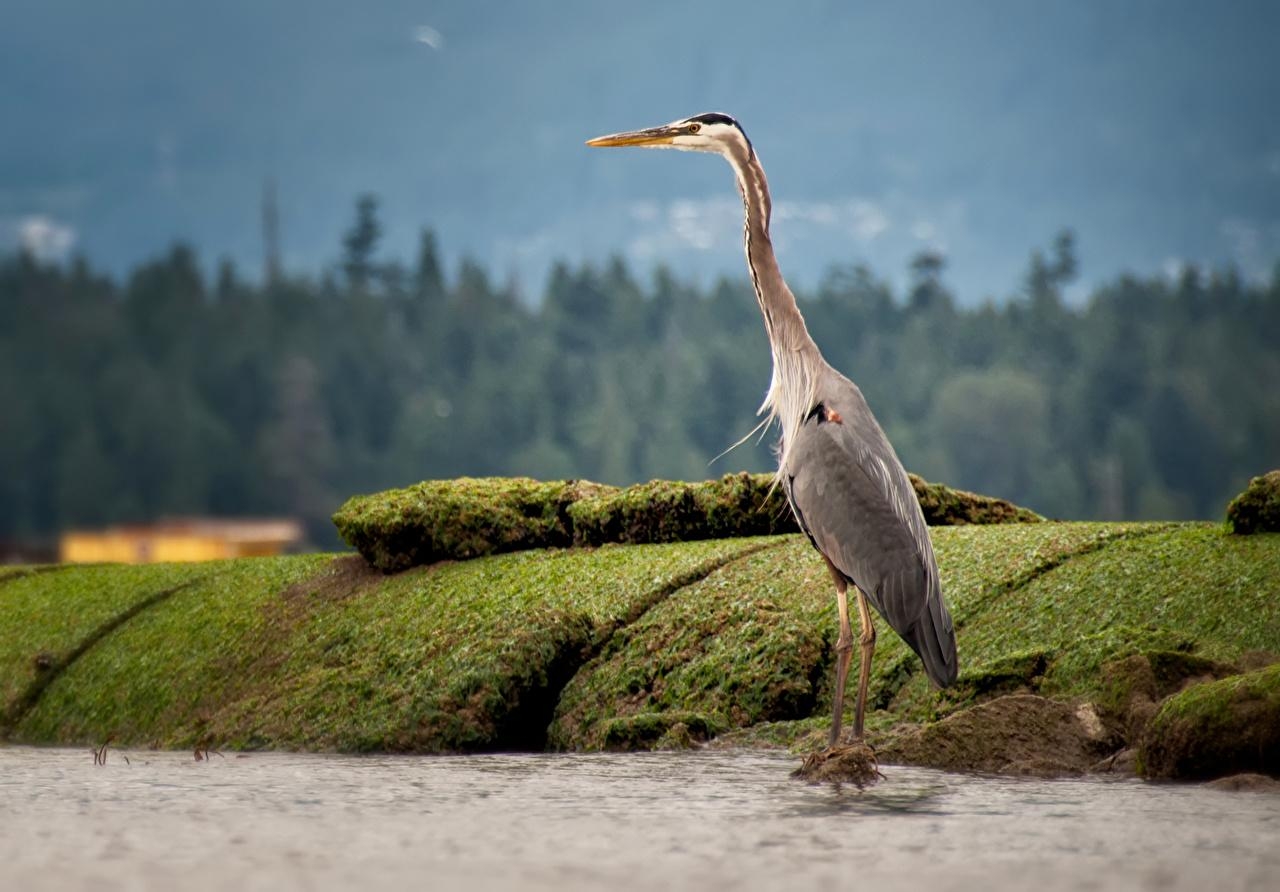 1280x900 Wallpaper bird herons Animals, Desktop