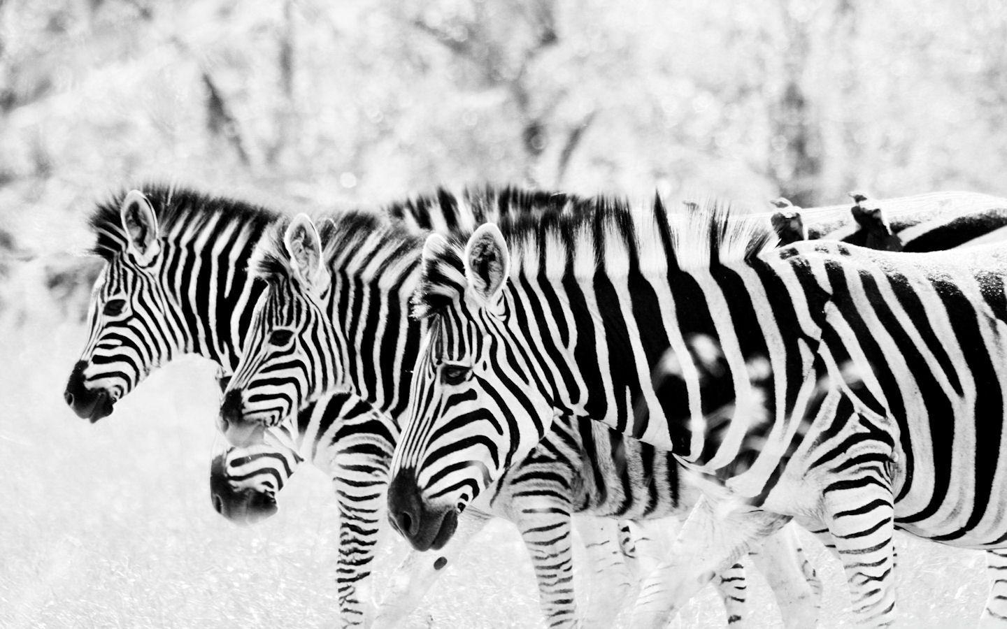 1440x900 Zebra wallpaperx900, Desktop