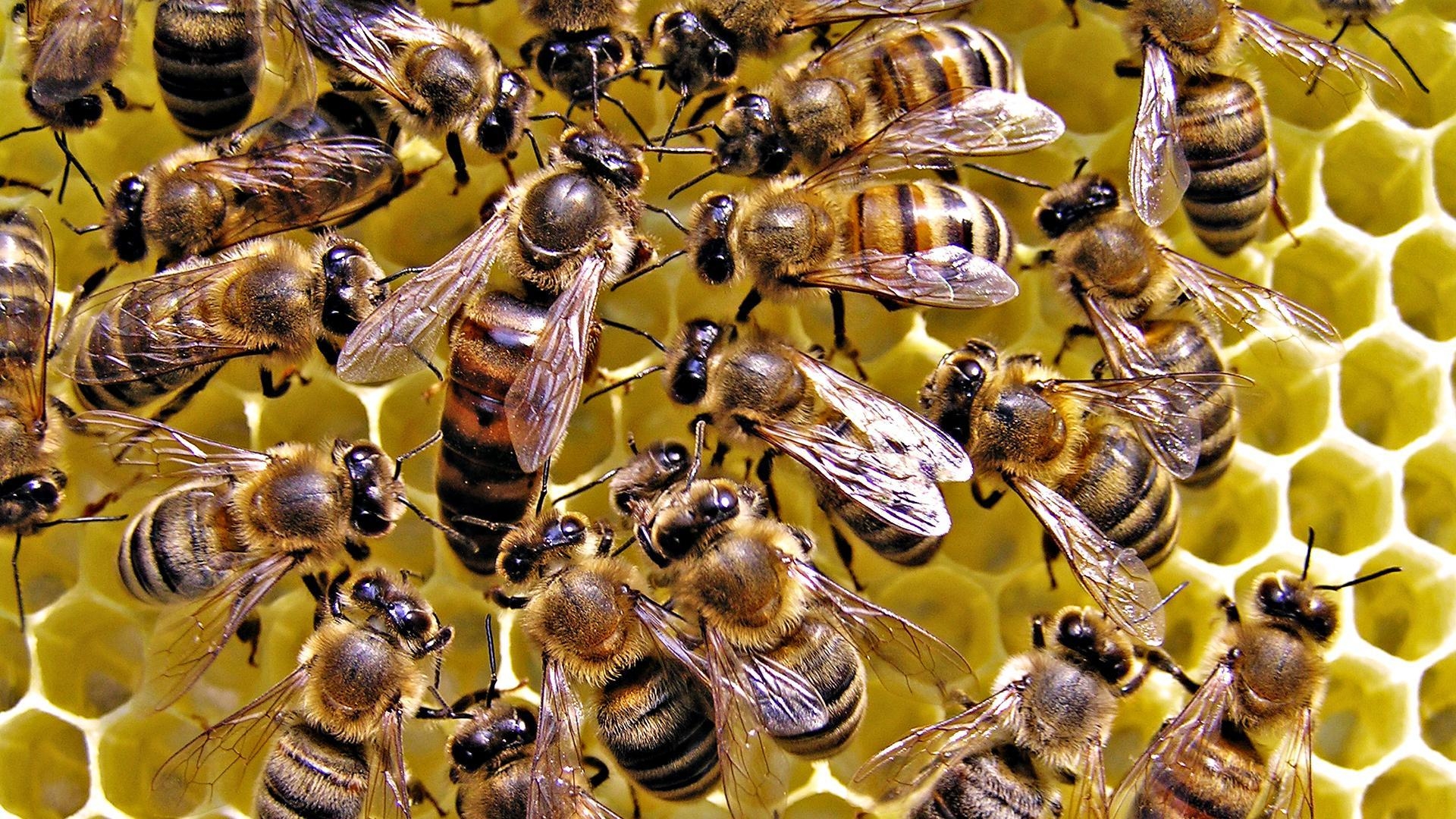 1920x1080 Queen Honey Bee, Desktop