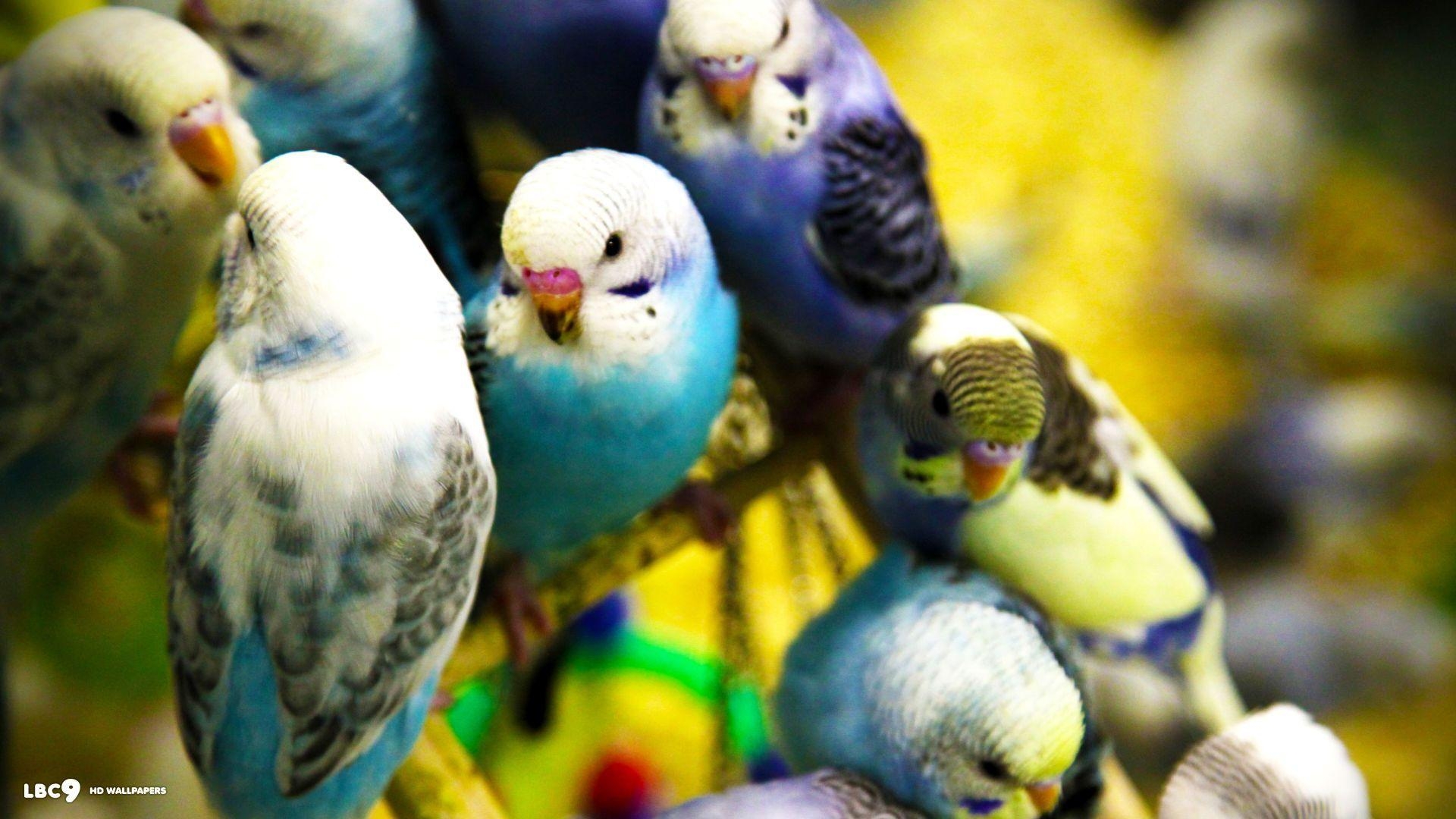 1920x1080 Parakeet Flock Bird HD Wallpaper Wallpaper, Desktop