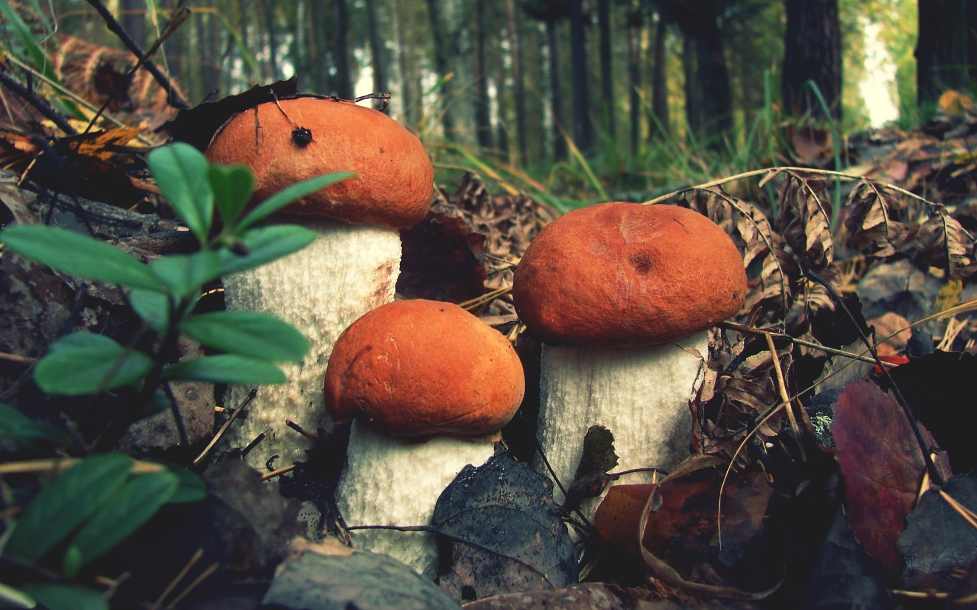 1920x1200 closeup mushroom forest nature HD wallpaper, Background, Desktop