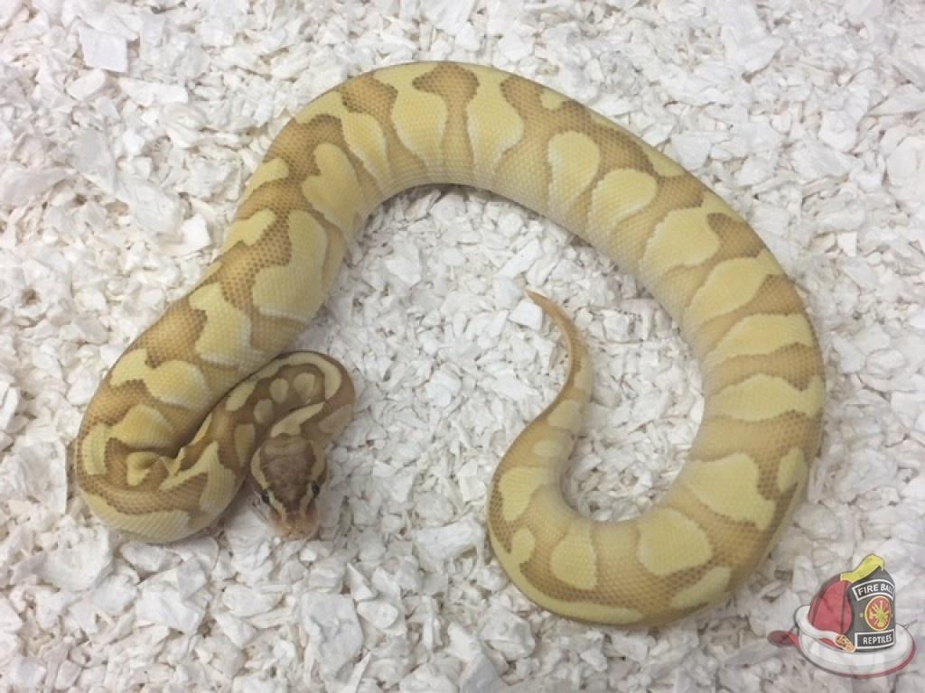 1030x770 Banana Butter Enchi Ball Python, Desktop