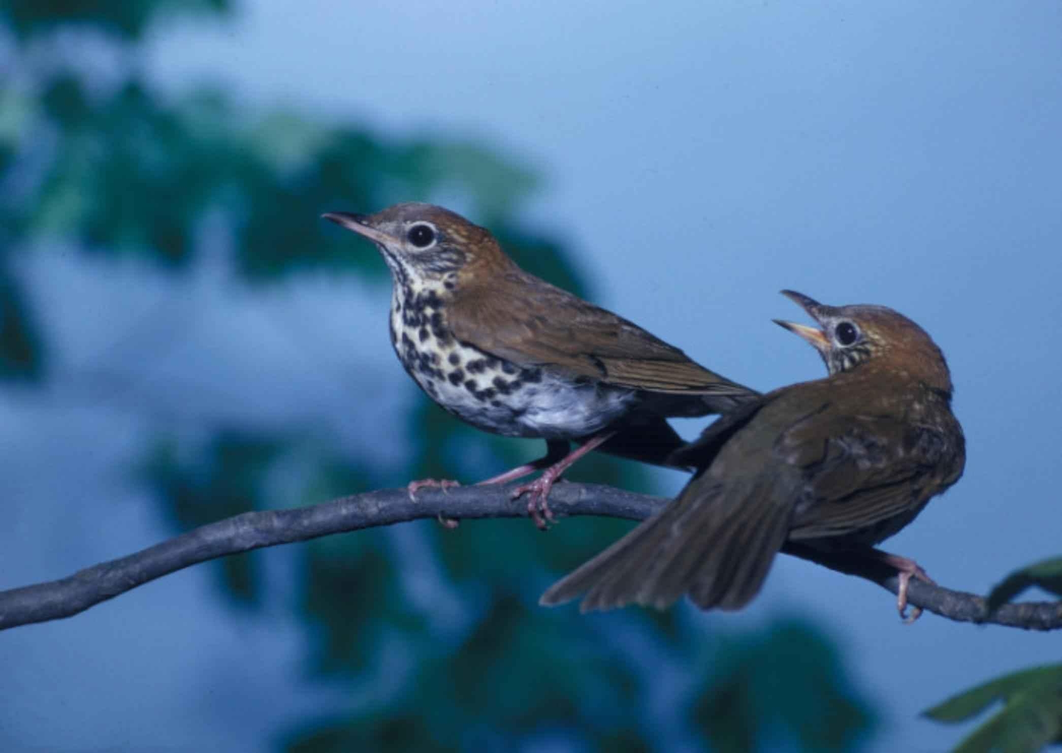 2100x1490 Free picture: pair, wood, thrushes, songbirds, perching, branch, Desktop