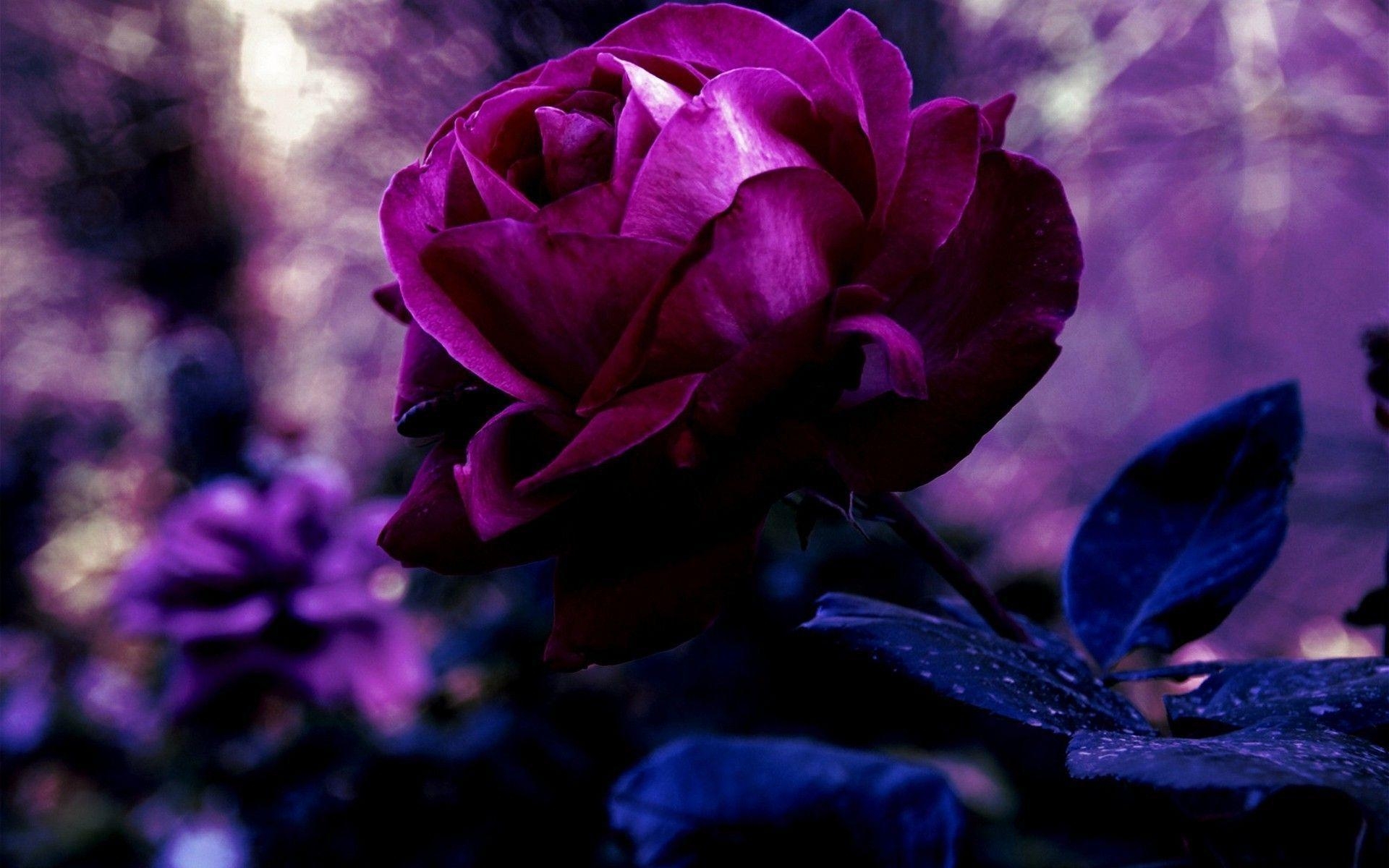 1920x1200 HD Wallpaper Purple Rose Image, Wallpaper, HD Wallpaper, HD, Desktop