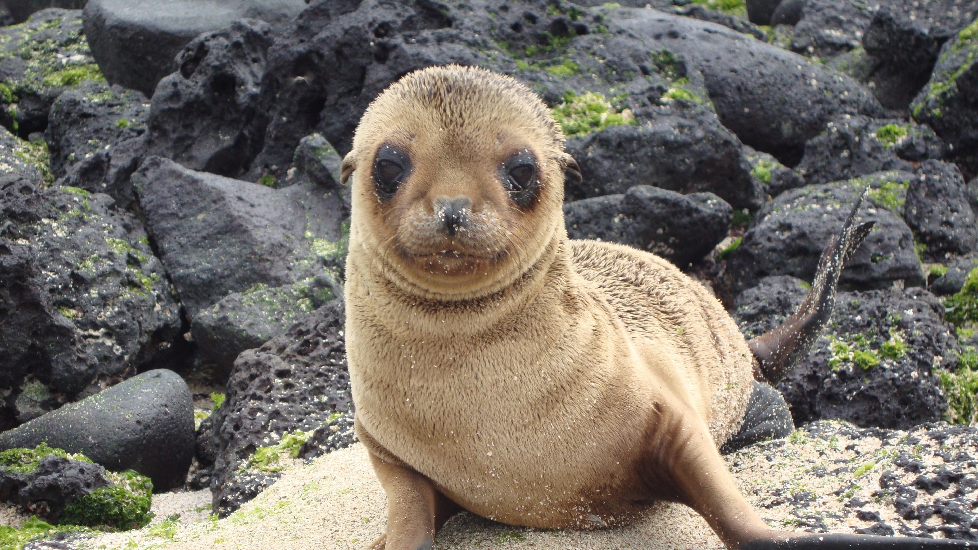 3840x2160 Download wallpaper Sea lion, eared seal, cute animals, Desktop