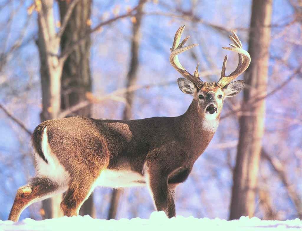 1030x790 Free Whitetail Deer Wallpaper, Desktop