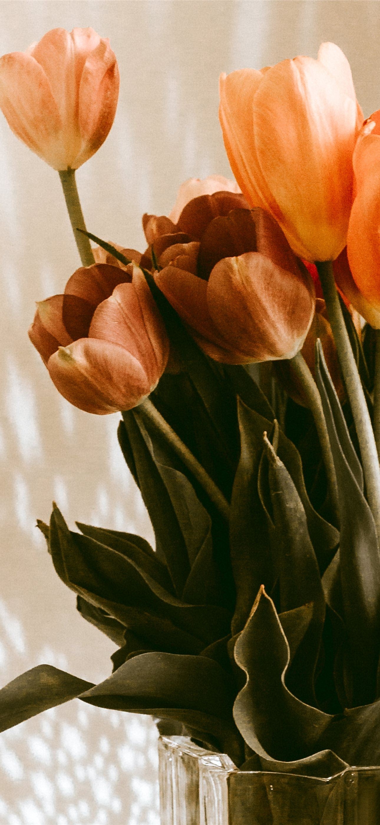 1290x2800 orange tulips flowers in vase iPhone, Phone