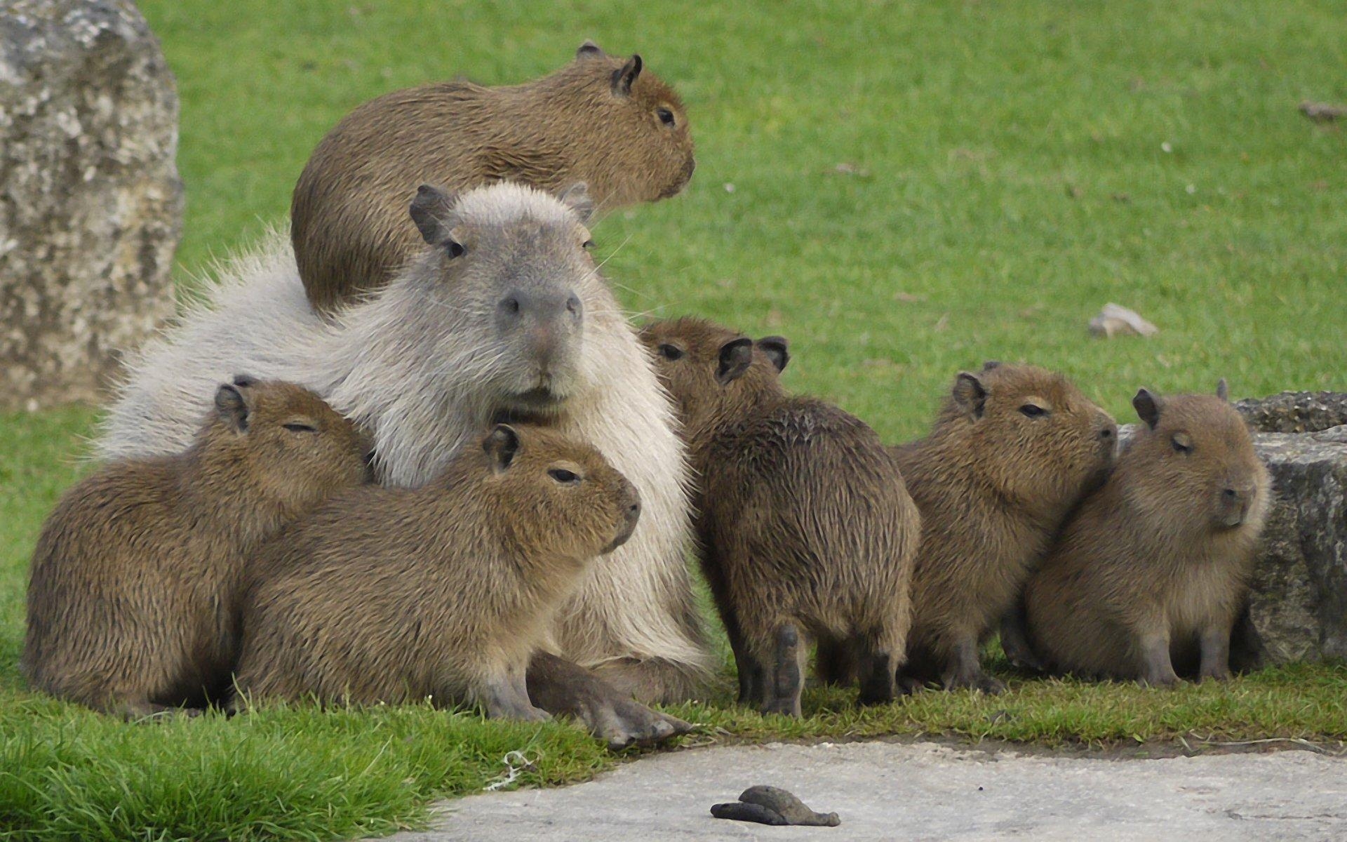 1920x1200 Capybara HD Wallpaper, Desktop