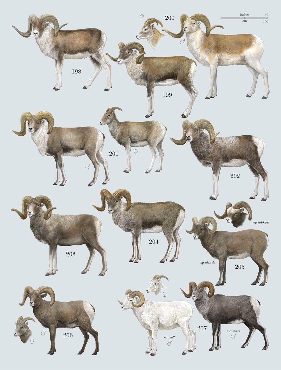 990x1300 Family Bovidae (Hollow Horned Ruminants) Ovis, Phone