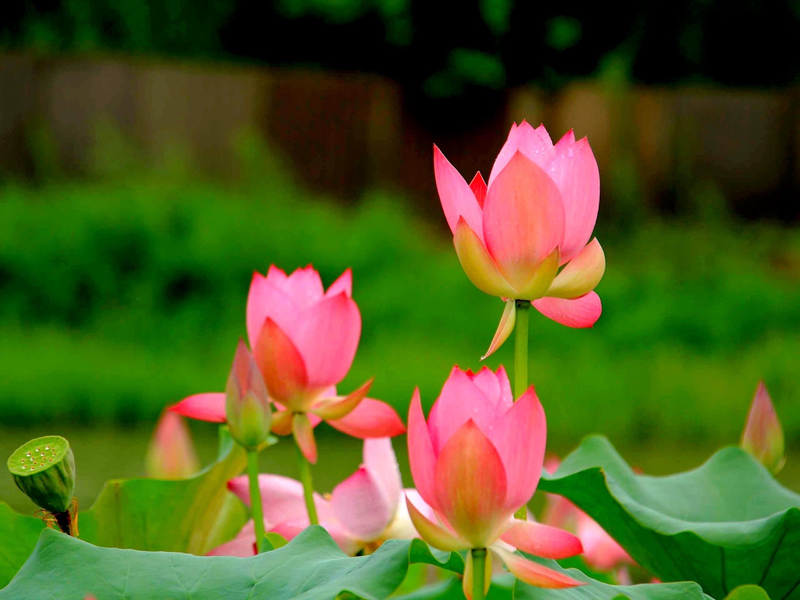 2560x1920 Flowers: Lotus Flowers Buds Nature Wallpaper Flower iPhone 6 for HD, Desktop