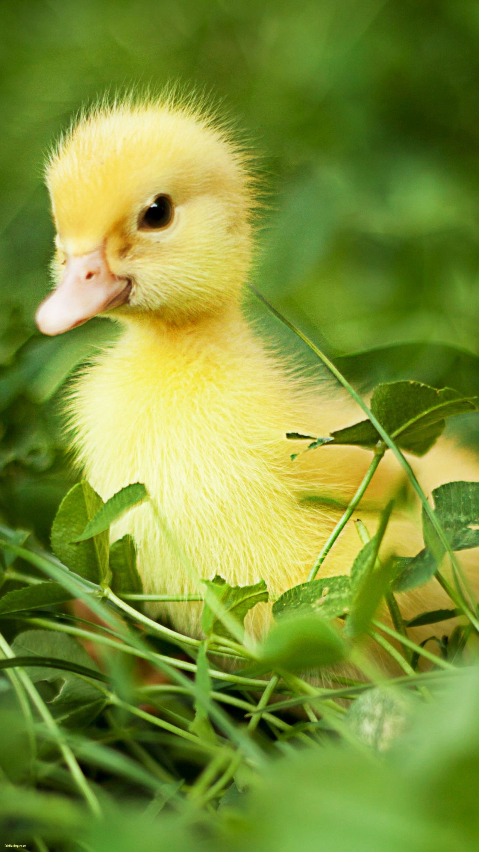 1600x2850 Duck Wallpaper, Phone