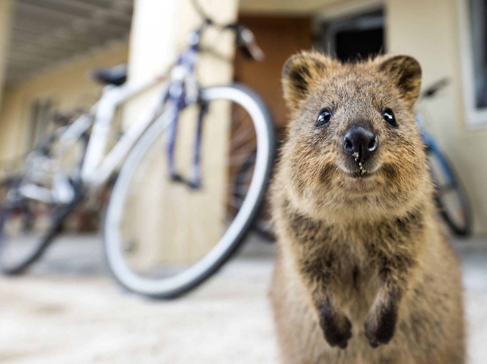 1600x1200 Quokkas: 20 Pics of the Happiest Animal on the Planet, Desktop