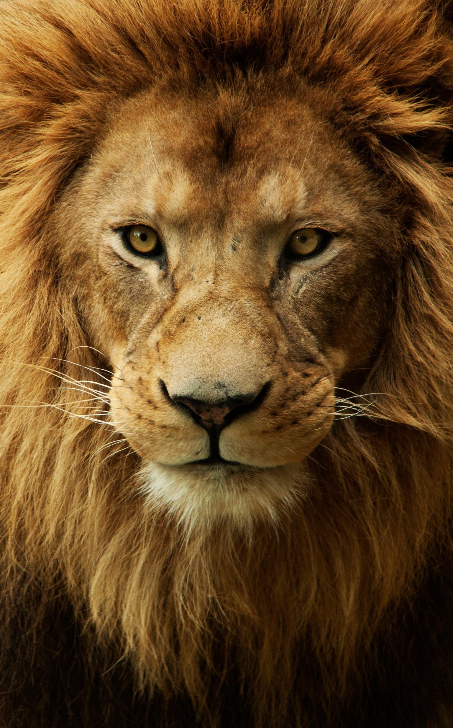 1540x2470 Lion Face Wallpaper Group , Download for free, Phone